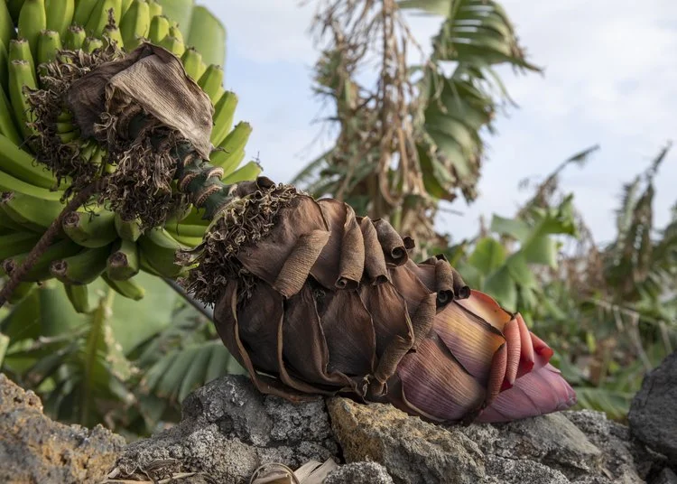 Isla Bonita, Inkjet canson barriet, 100 x 140 cm