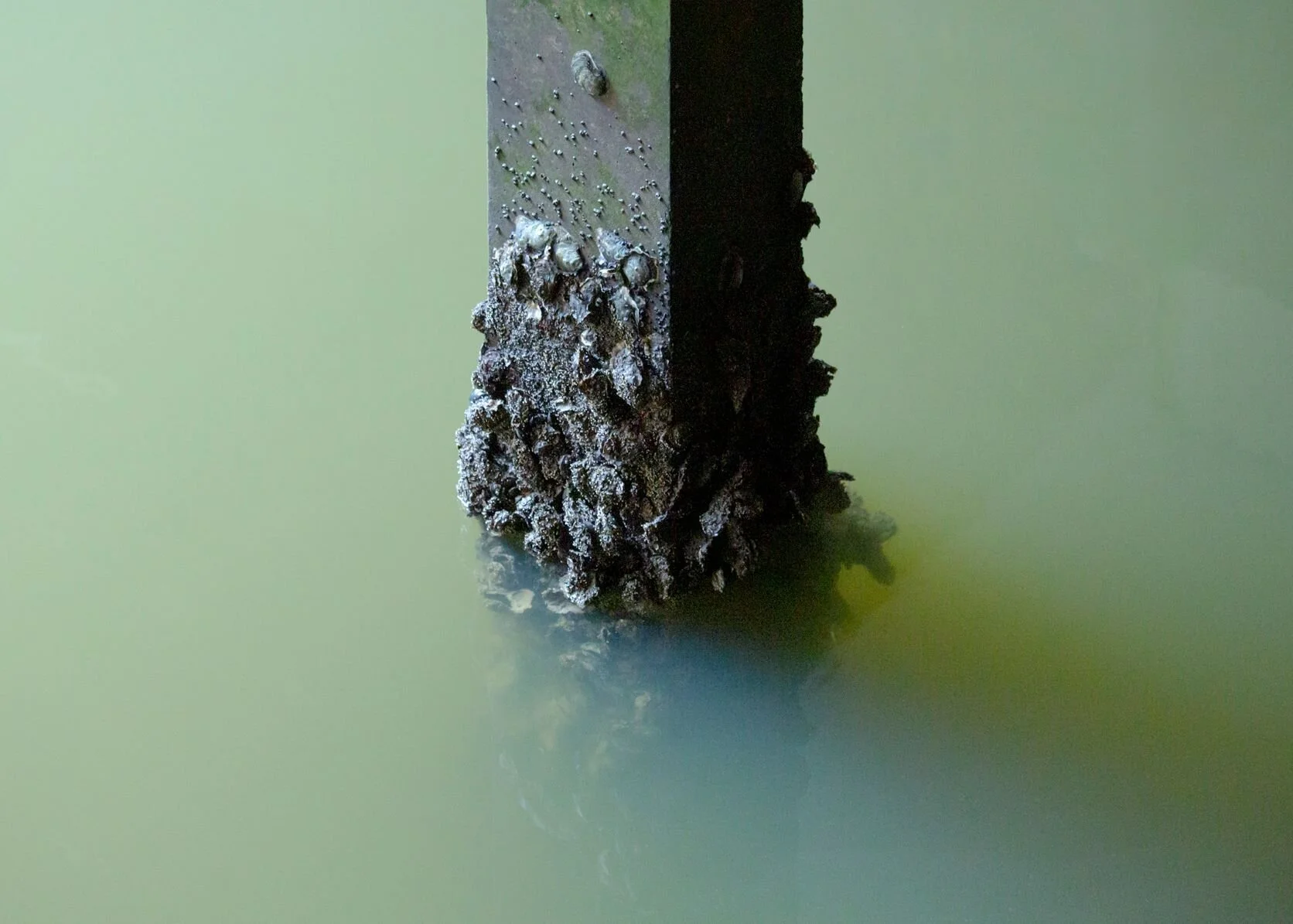 Natascha Libbert, Japanse Oesters, 42x30 cm