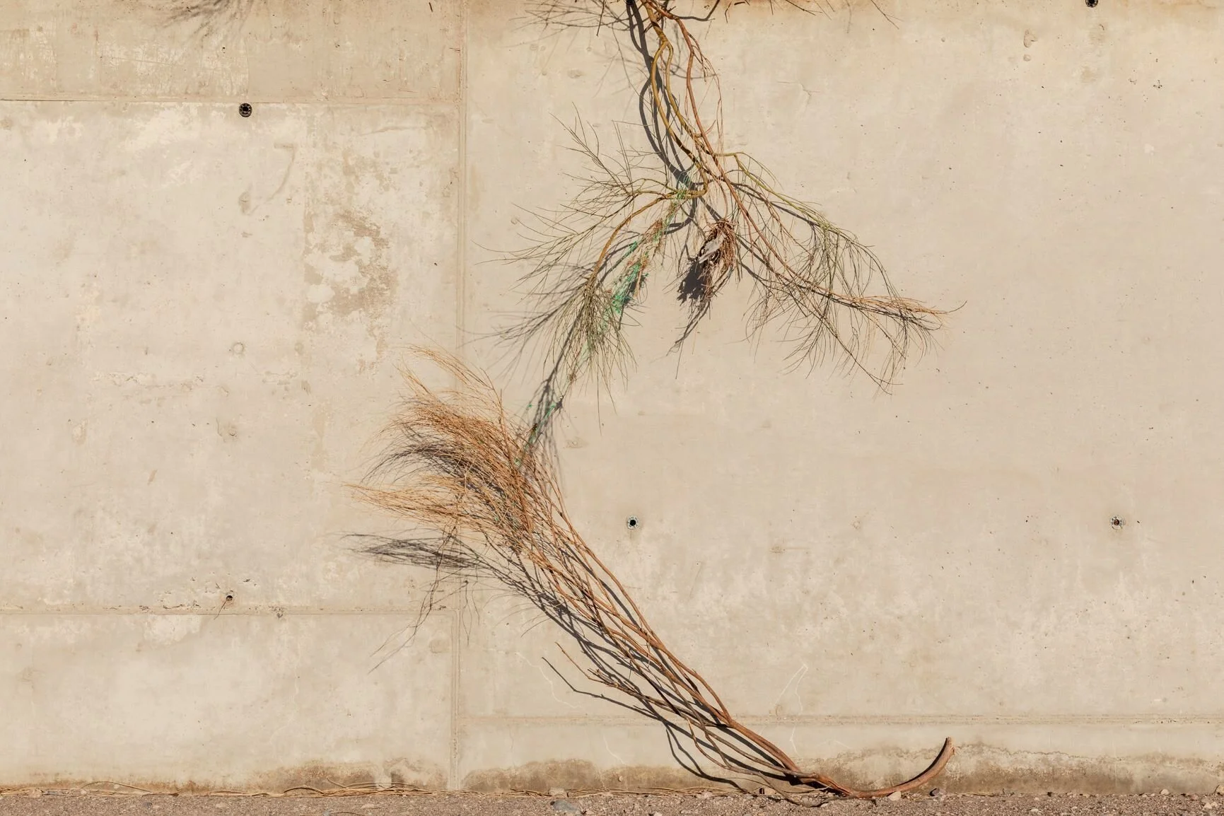 Natascha Libbert - Japanse Oesters 42x30 cm