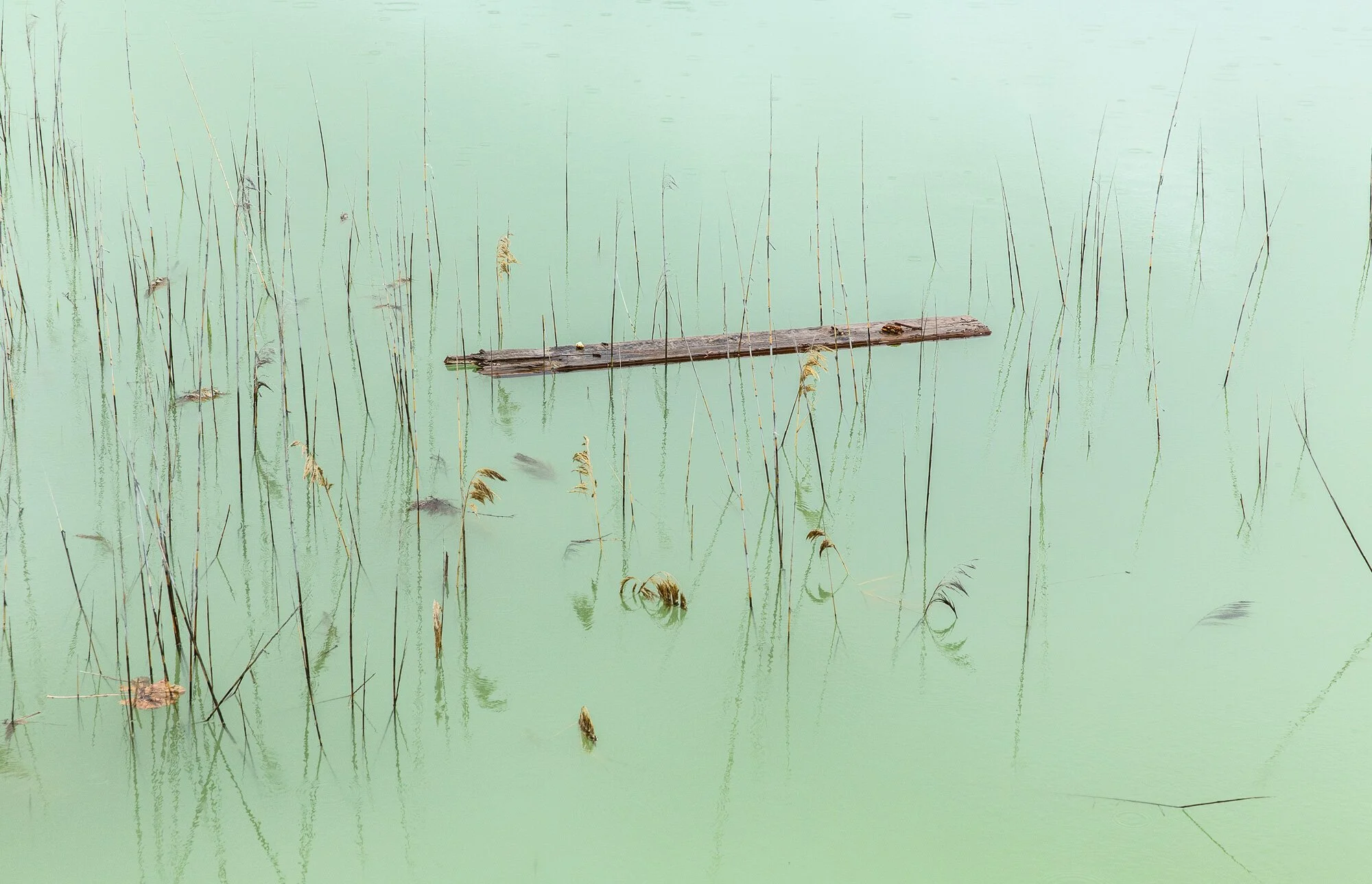 Lily’s Water, 2020,  archival print in frame with museum art glass, 1/5 + 2AP, 100 x 140 cm