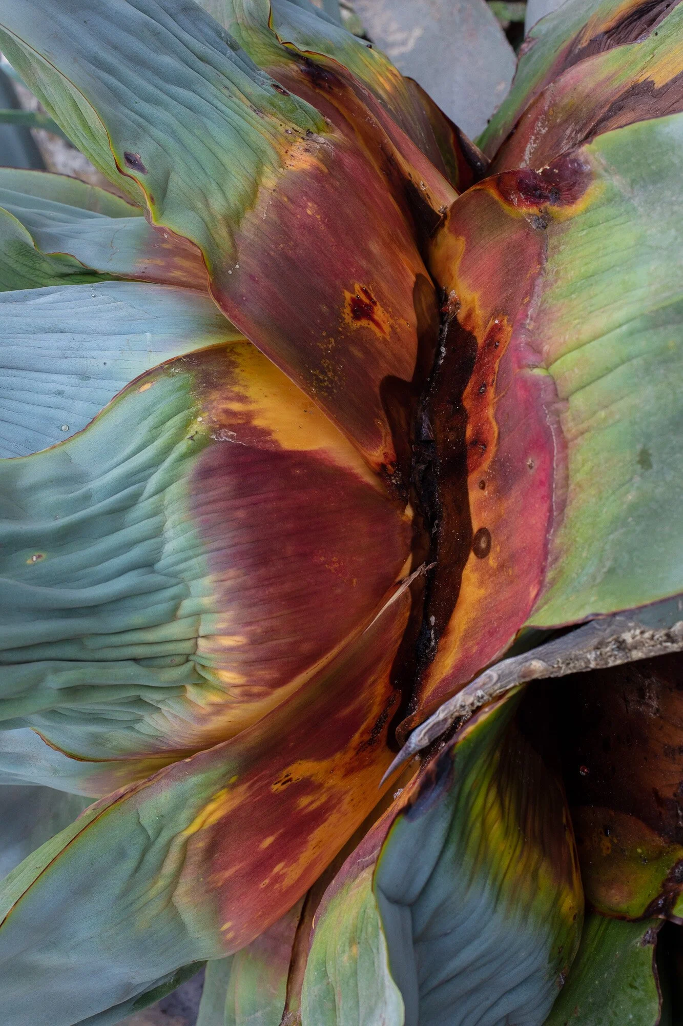 Pricked cactus I, 202o, archival print in frame with museum art glass, 1/5 + 1AP, 120 x 80 cm