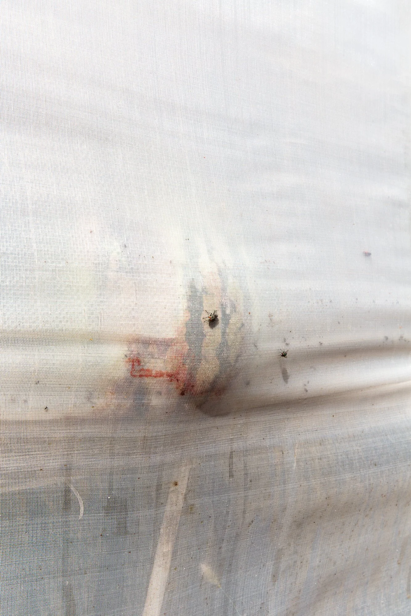 Fly, 2019, archival print in frame with museum art glass, 1/5 + 1AP, 120 x 80 cm