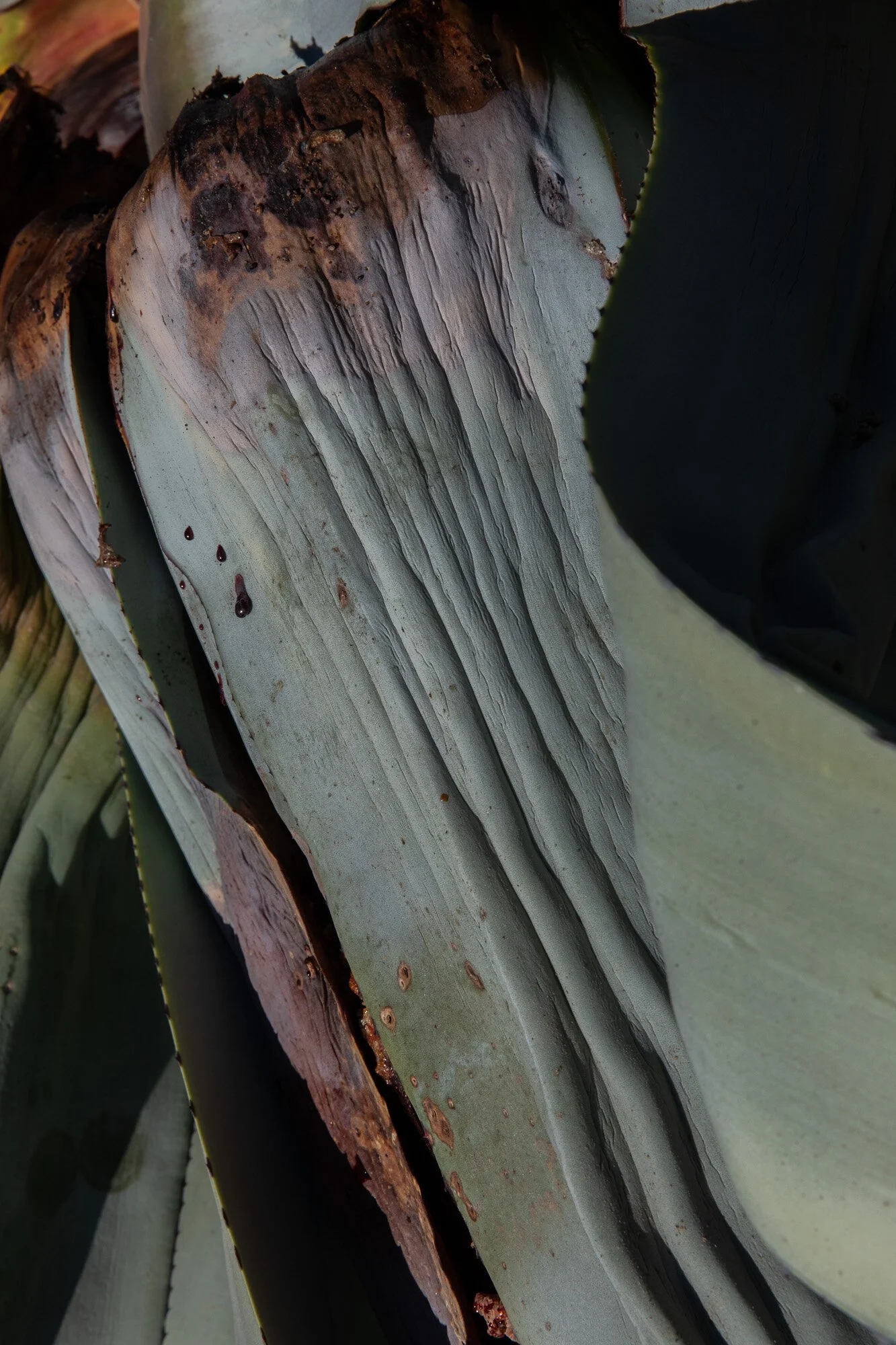 Death becomes the cactus, 2019, archival print in frame with museum art glass, 1/7 + 1AP, 39 x 26  cm