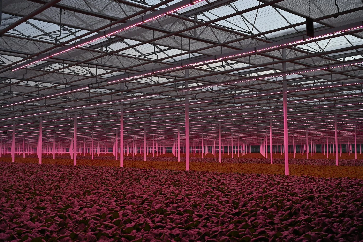 Kadir van Lohuizen - Greenhouse II, Inkjet-print Mirage Hahnemühle Fine-Art Baryta on Dibond in wood frame, 80 x 120 cm or 120 x 180 cm