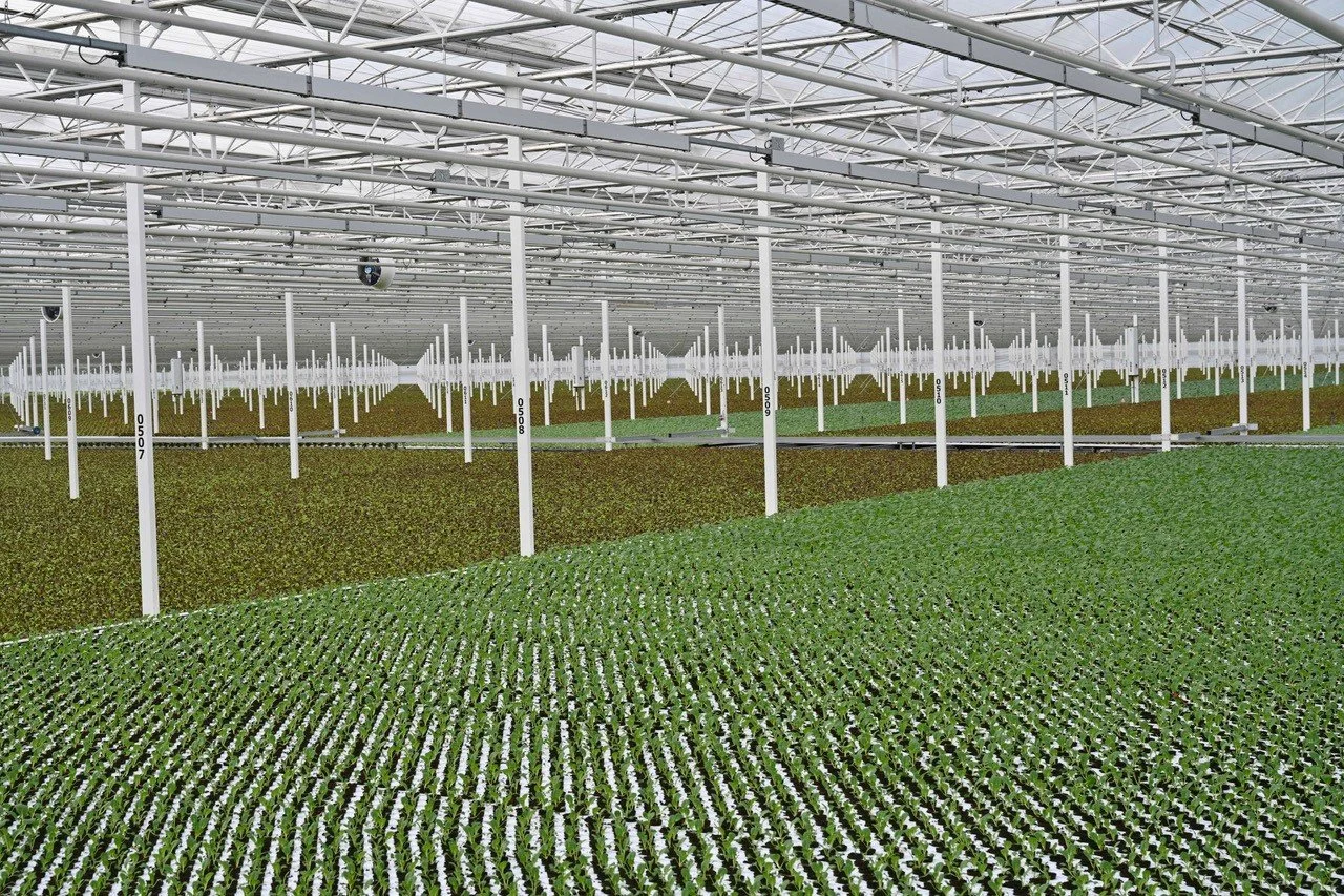 Kadir van Lohuizen - Greenhouse I, Inkjet-print Mirage Hahnemühle Fine-Art Baryta on Dibond in wood frame, 80 x 120 cm or 120 x 180 cm