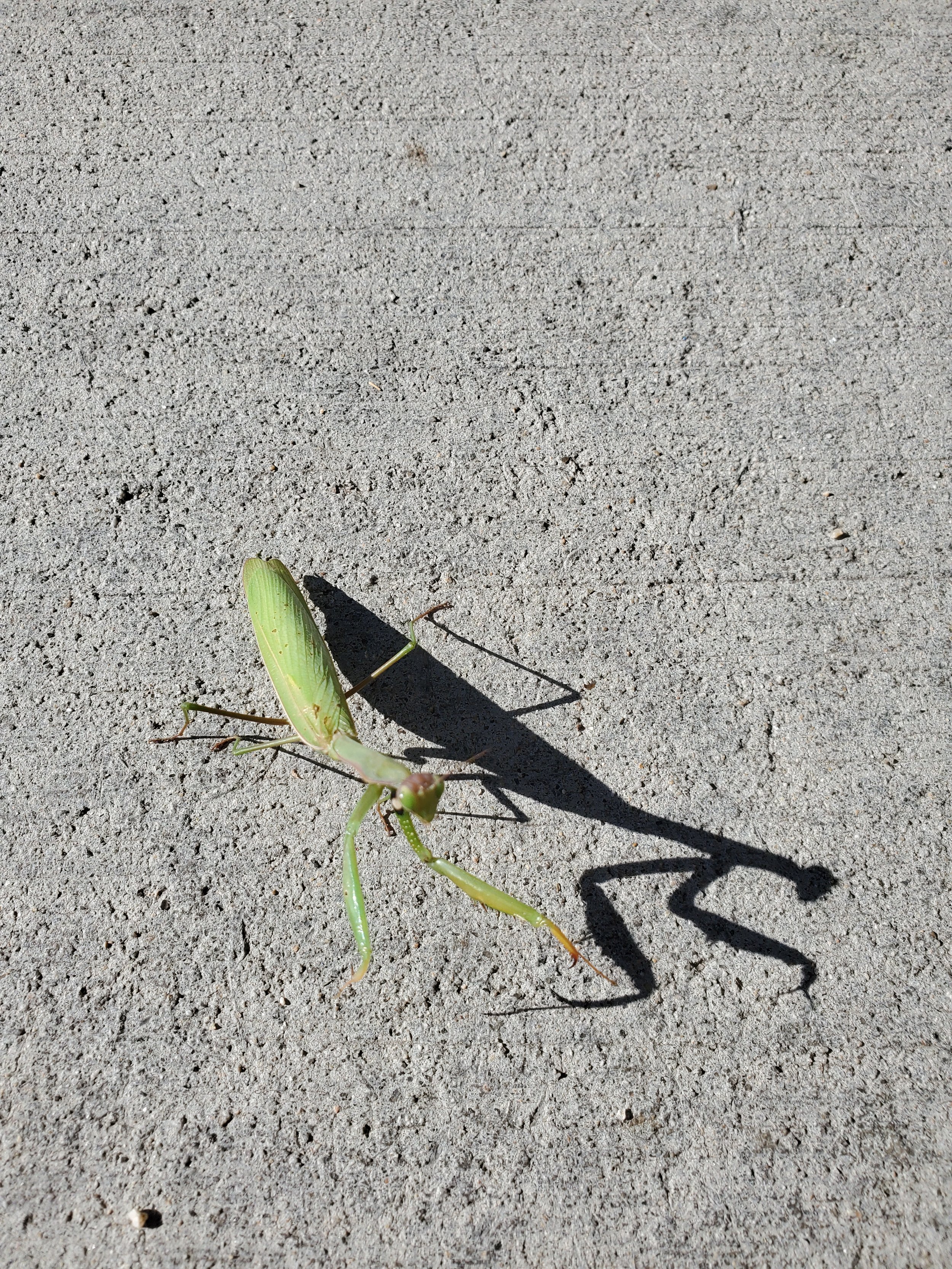 mantis shadow.jpg