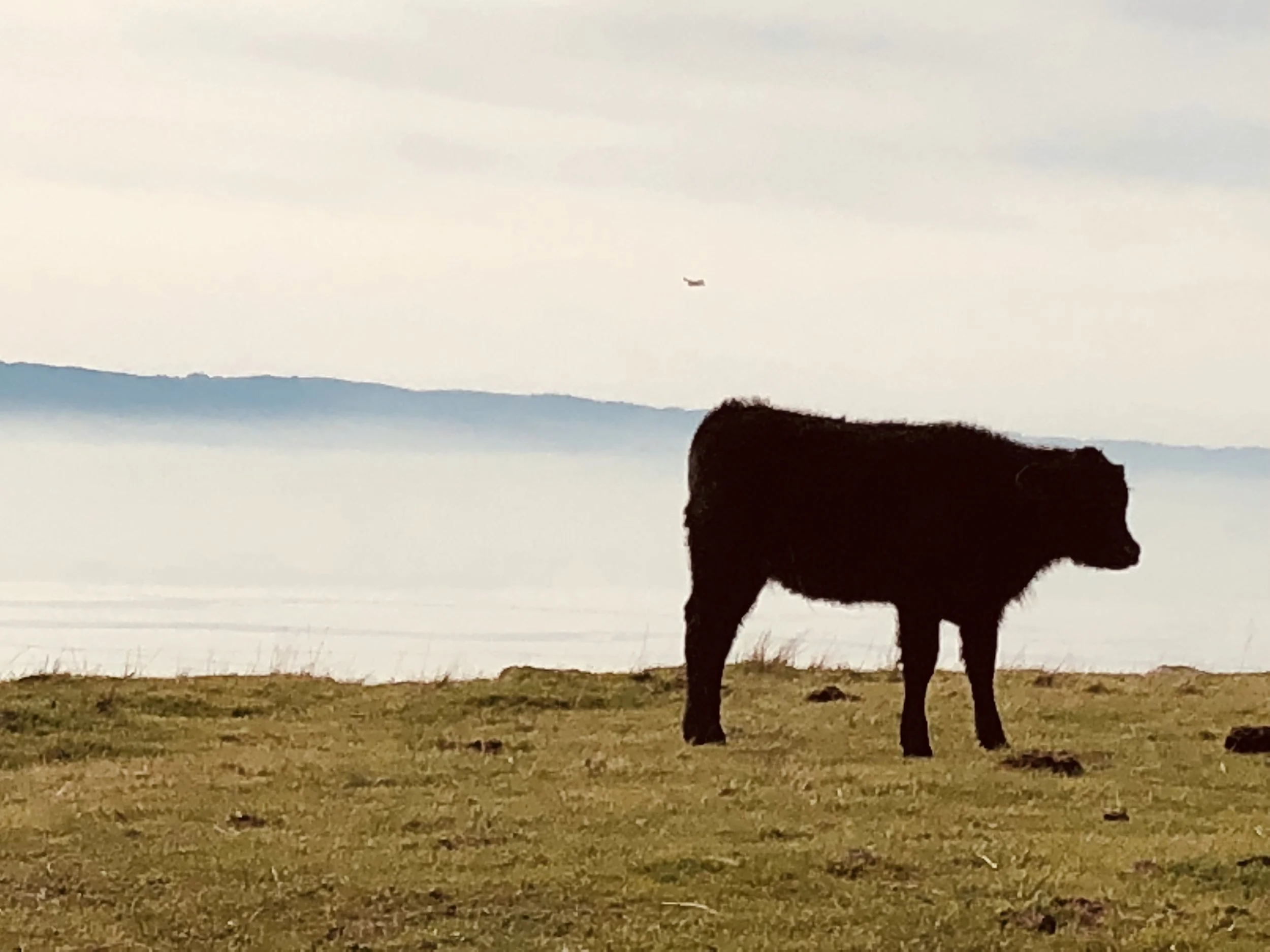 Eat More Beef?