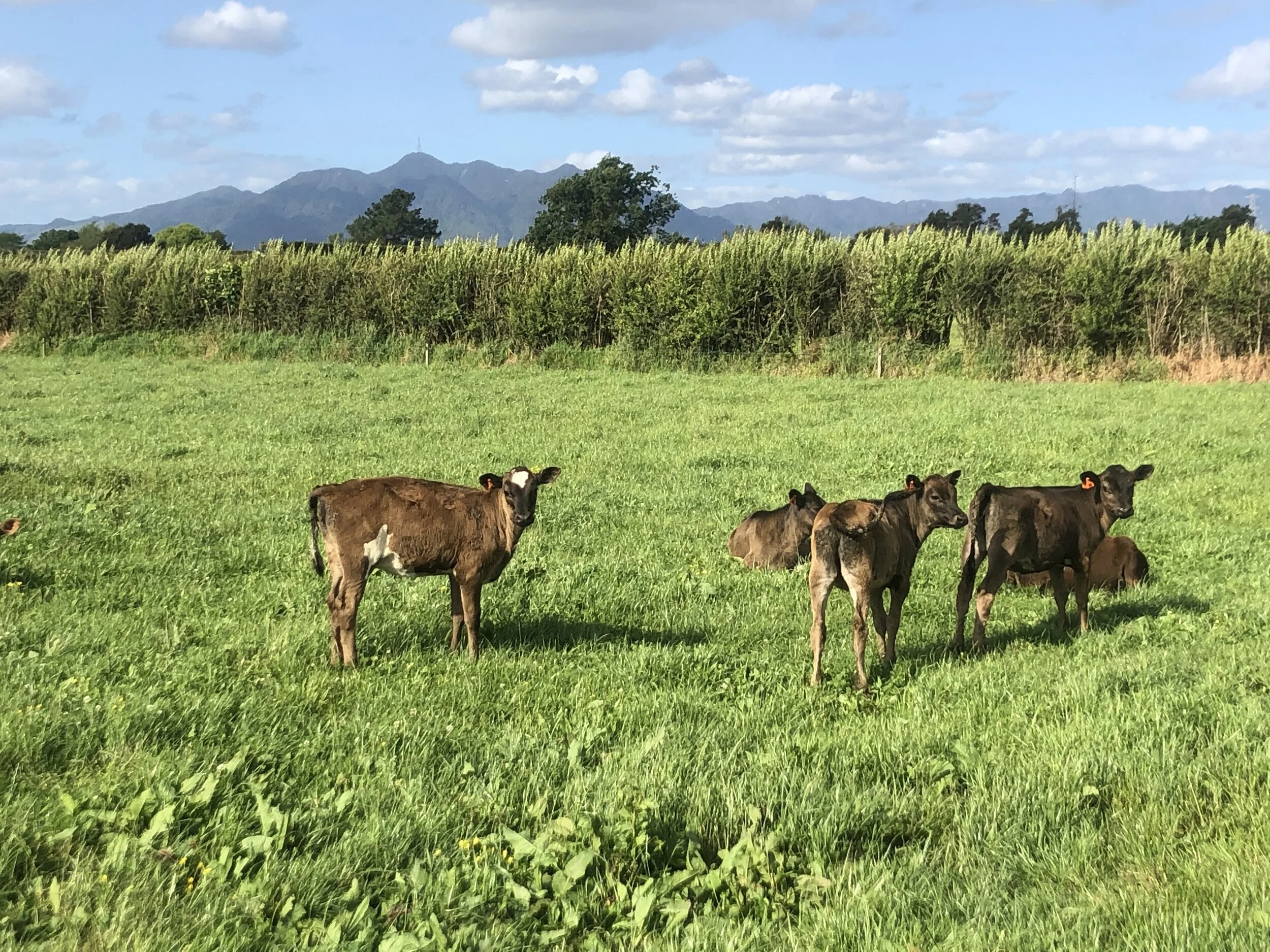 Learnings From A New Zealand Dairy Farm