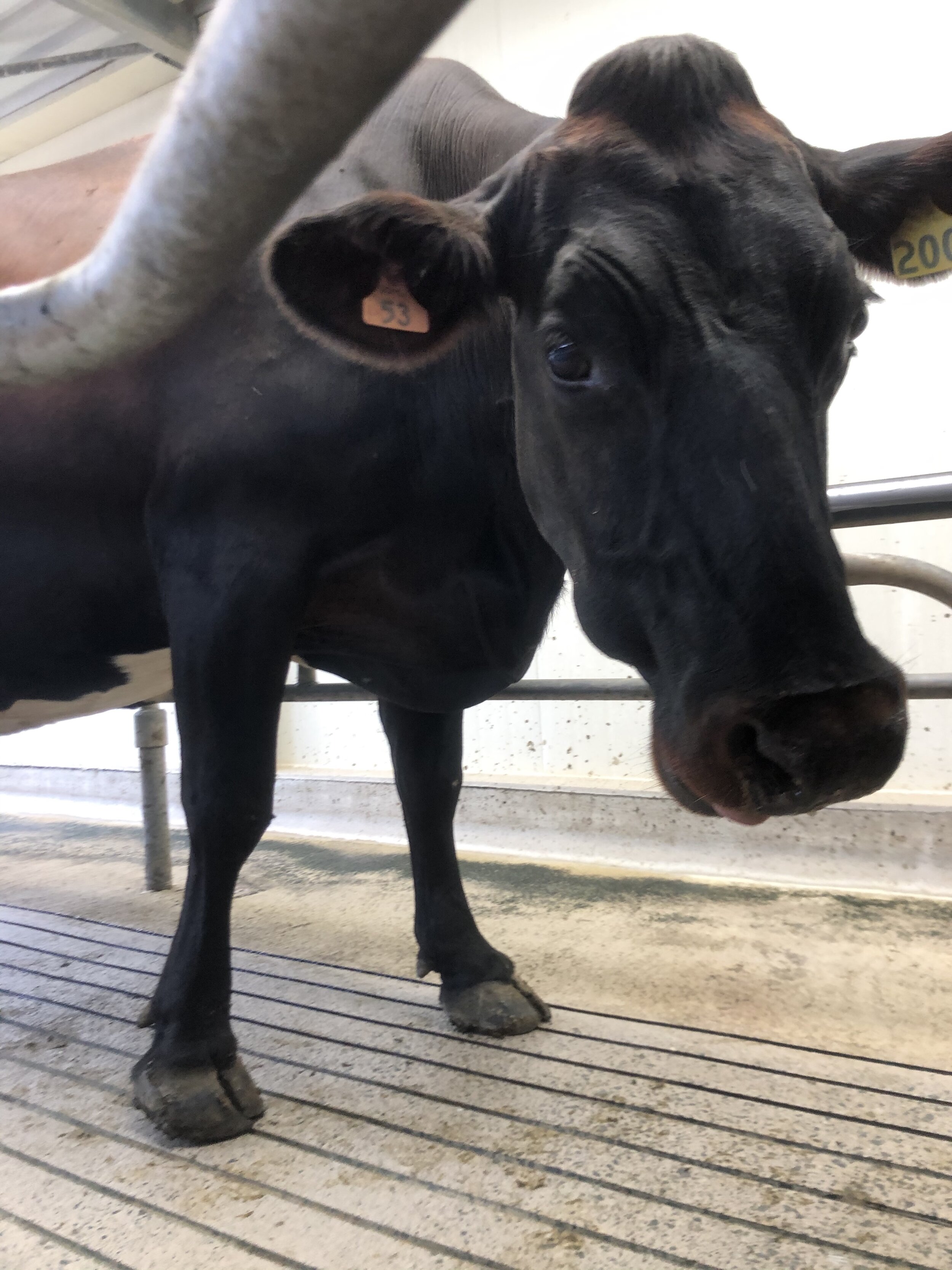 Interview with Matt and Claire: New Zealand Dairy Farmers