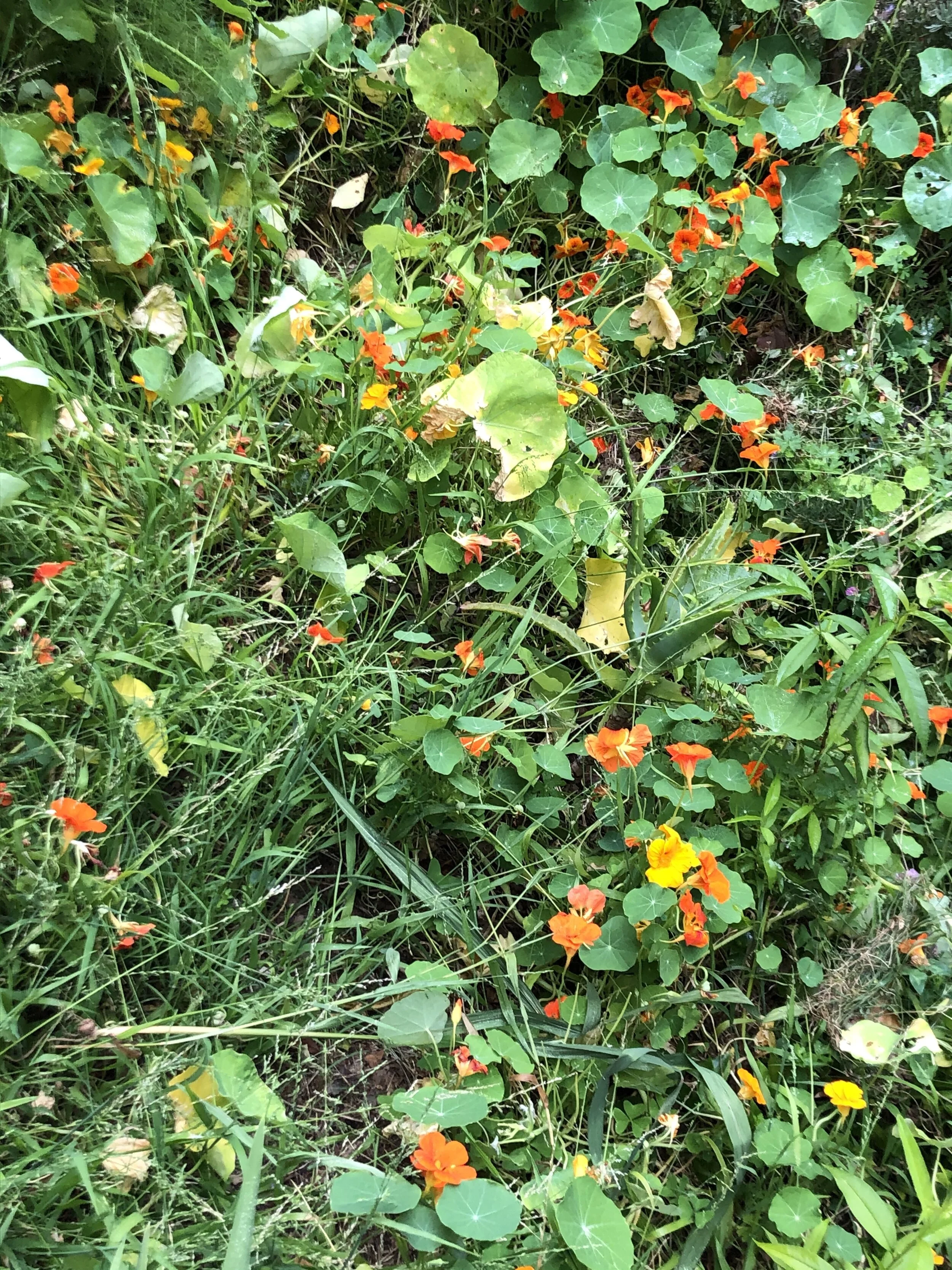 IMG_4854.jpeg