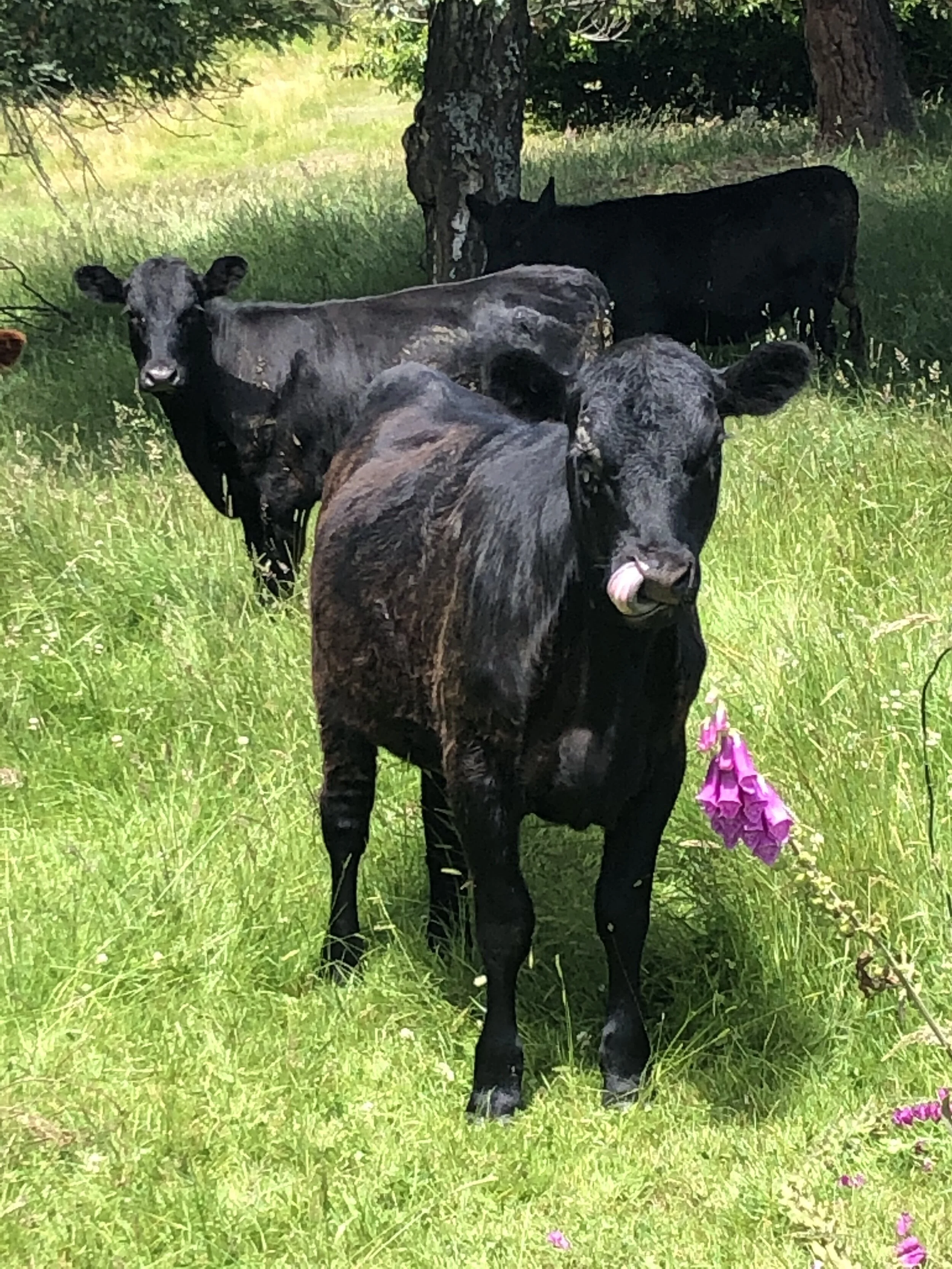 More Than Just Growing Grass