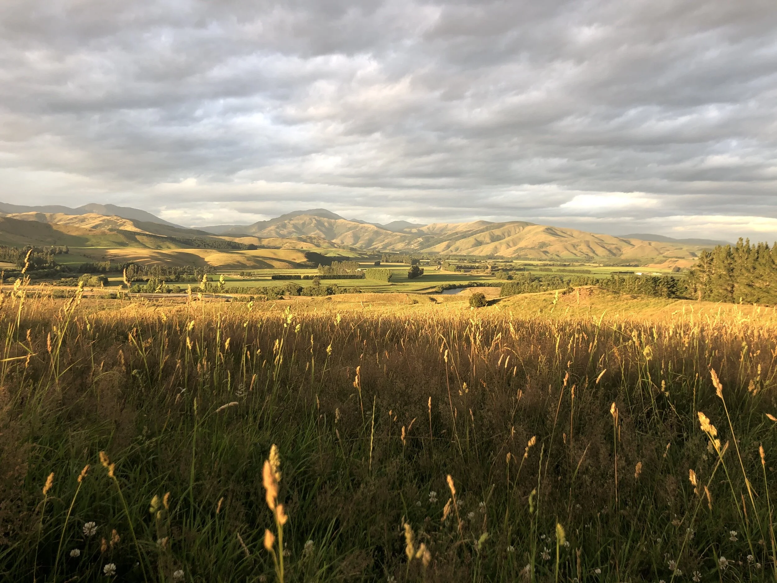 A Perspective On The Meaning Of Regenerative Agriculture