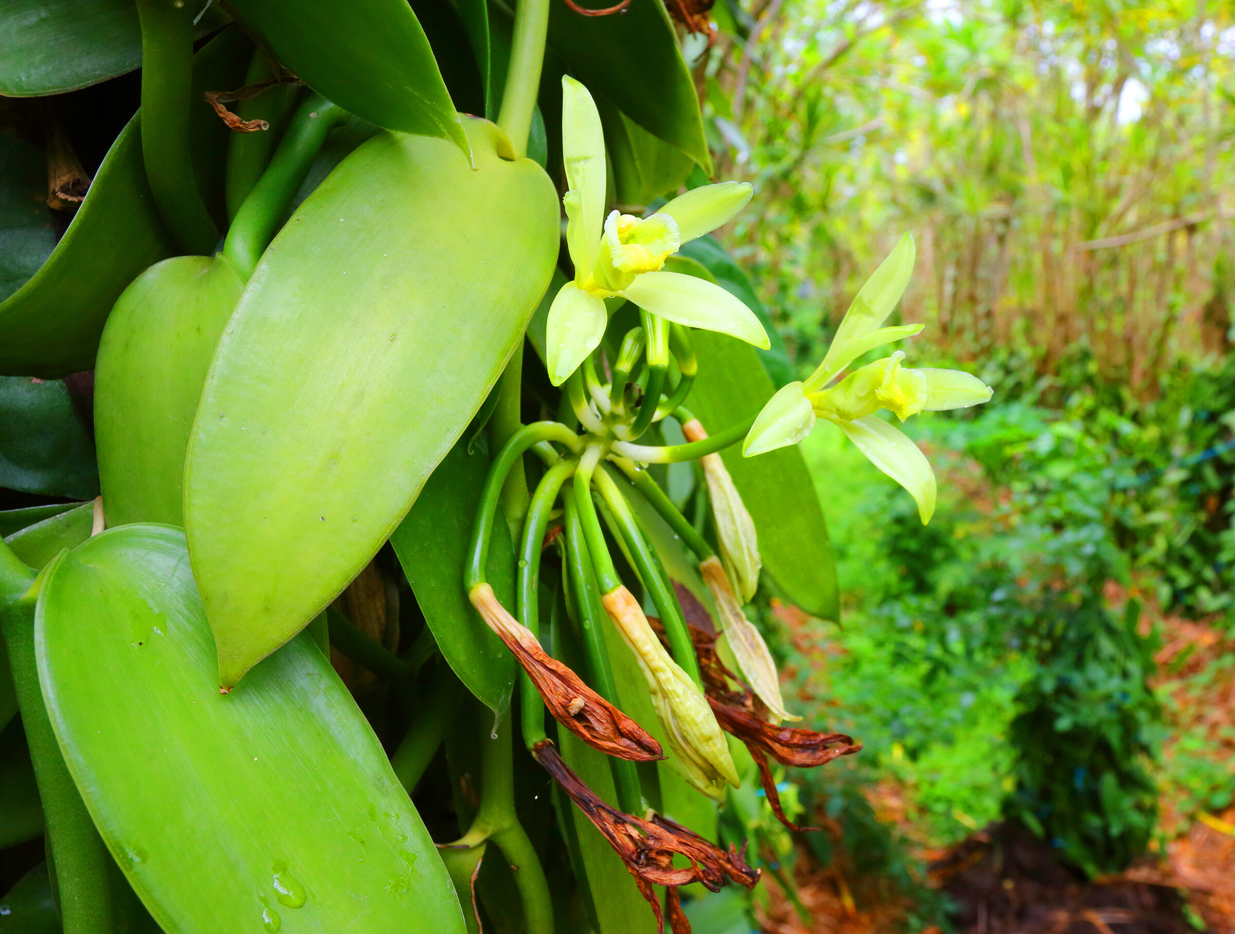 Vanilla plants. Орхидея ваниль плосколистная. Мадагаскарская ваниль. Орхидея ваниль стручки. Орхидея Ванилла.