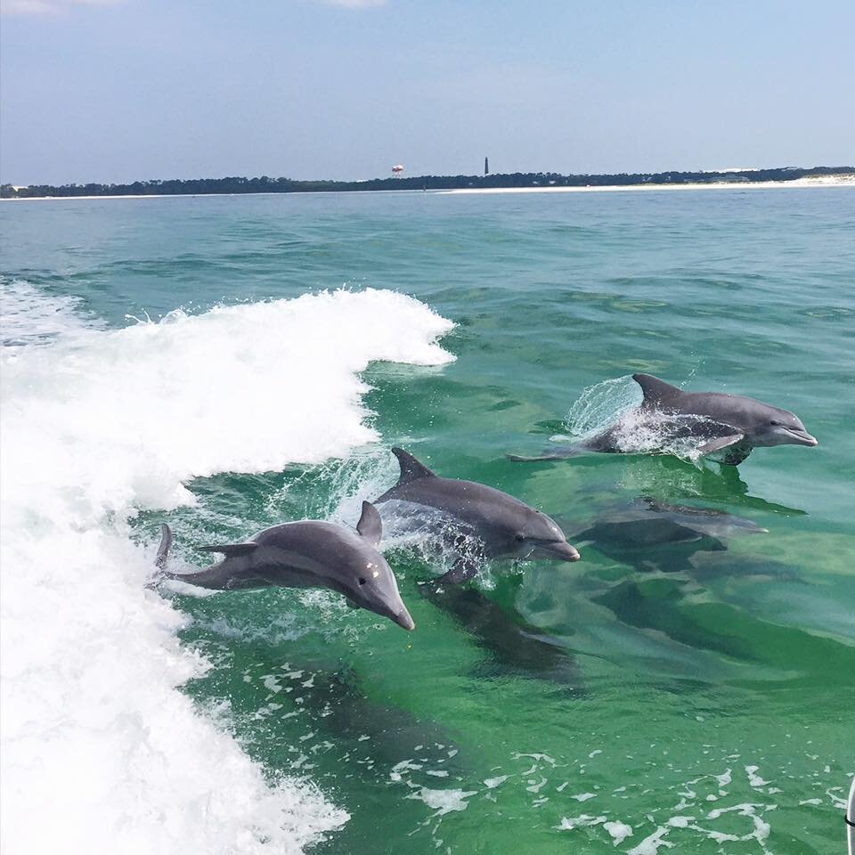 dolphin boat tours pensacola fl