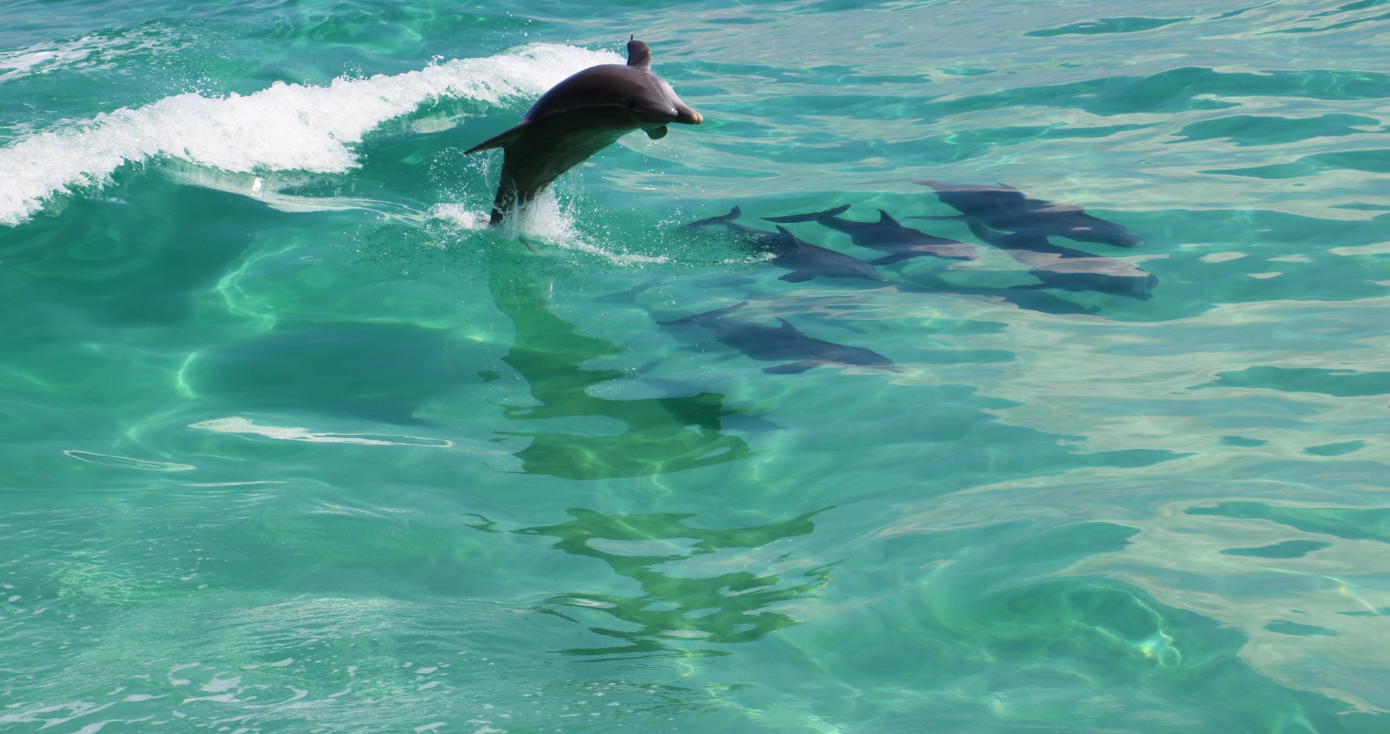 dolphin-pod-13.jpg