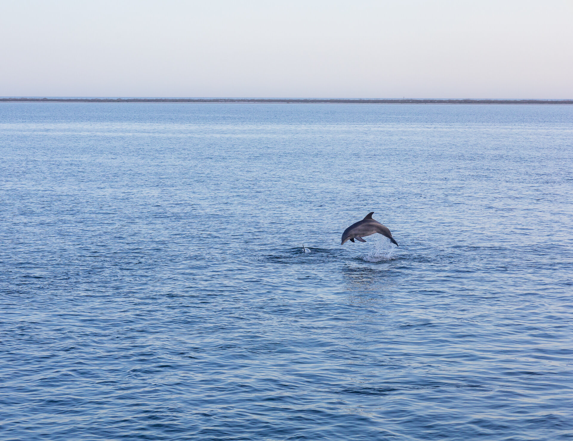 Planning your spring break trip to Pensacola Beach? Plan to bring the family out for an adventure with us. 🐬We start cruising again in March and you can book your reservation in advance at the 🔗 link in our bio.

#PremierDolphinCruise #PensacolaBea