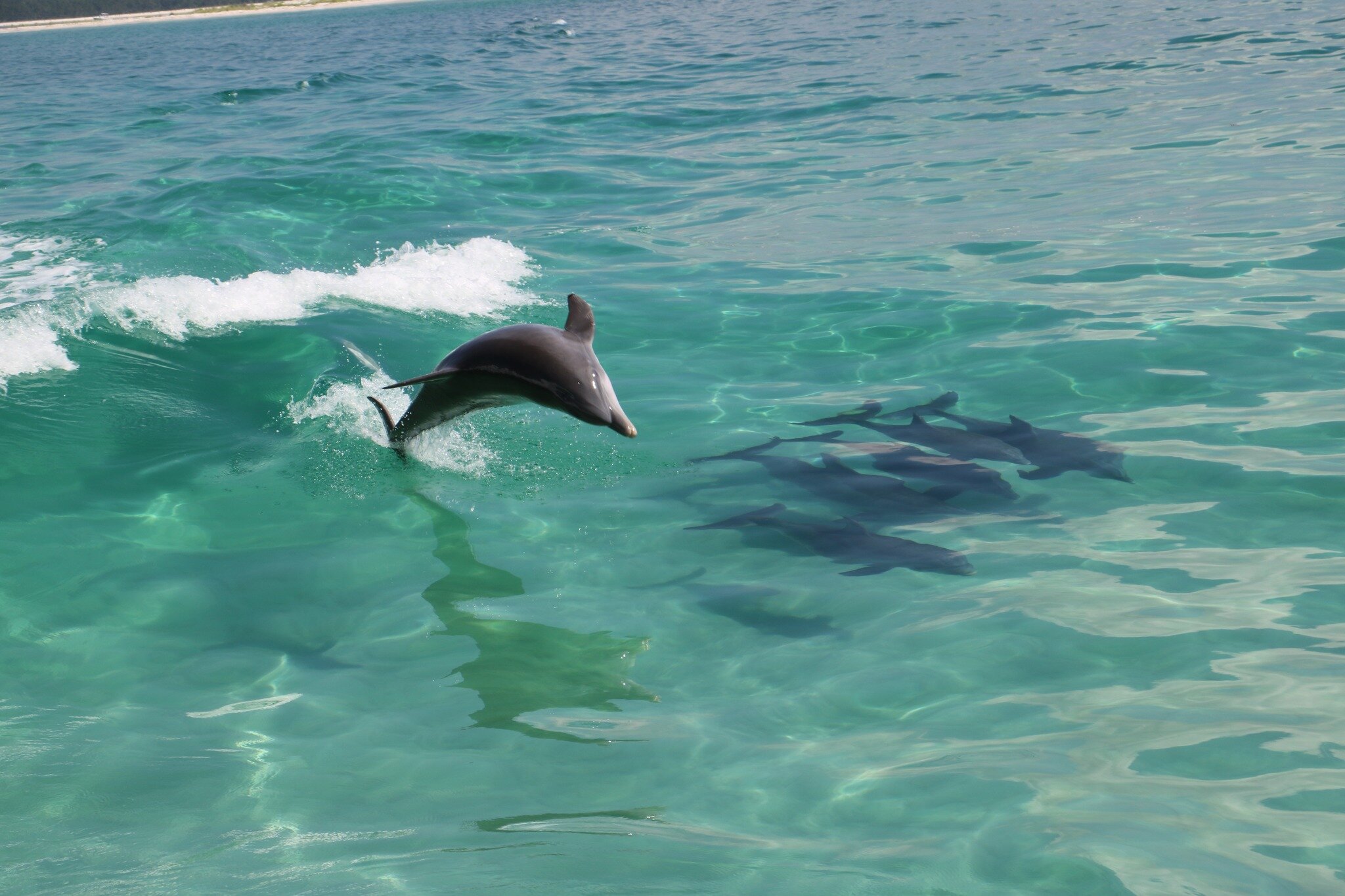 They love to show off! Some days we catch them jumping and playing on our cruises, and it's such a fun sight to see! 

Our calendar is open for booking starting in March! As you making those Spring Break plans, go ahead and reserve your spot Ms. Sabi