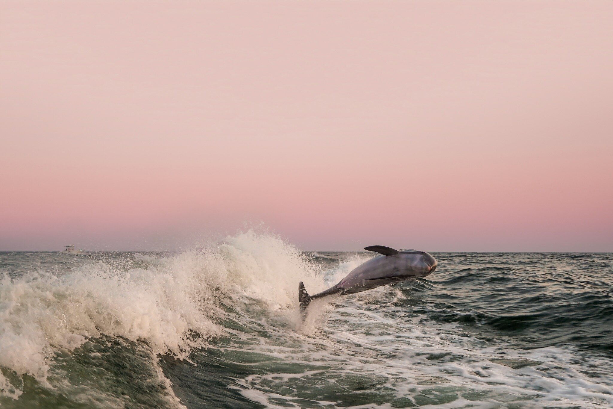 Swimming into Valentine's Day with a dolphin twist! Did you know dolphins are known for their strong social bonds and often mate for life? 🐬💙 Here's to a day filled with love, just like our marine friends. Happy Valentine's Day! 🌊❤️