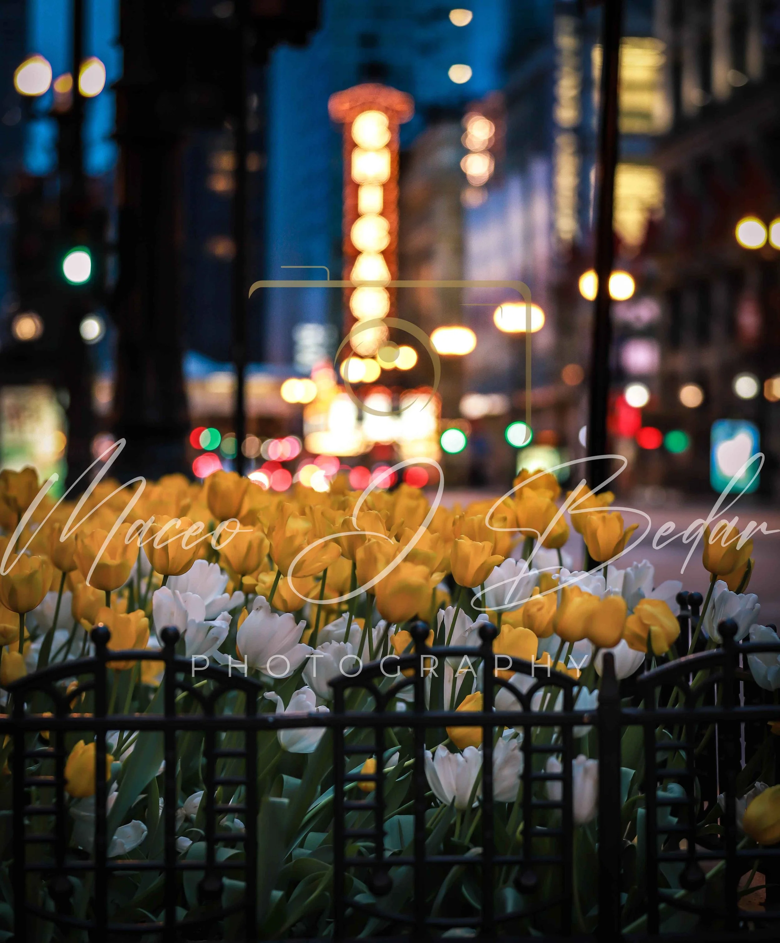 Night Tulips-Enhanced-SR logo.jpg