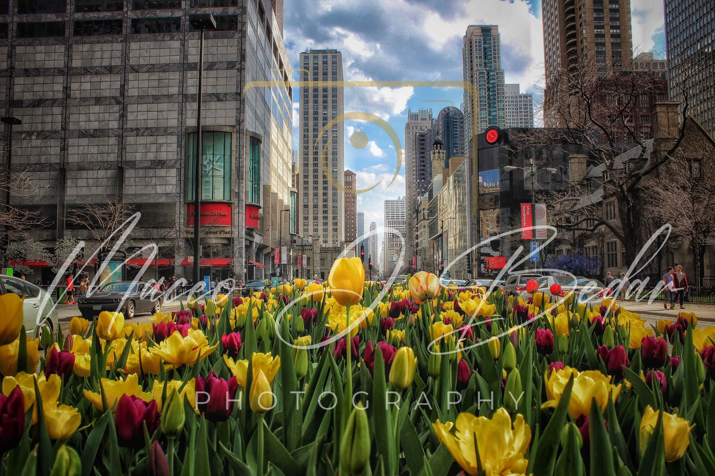 Tulips on Michigan Ave 1 logo.jpg