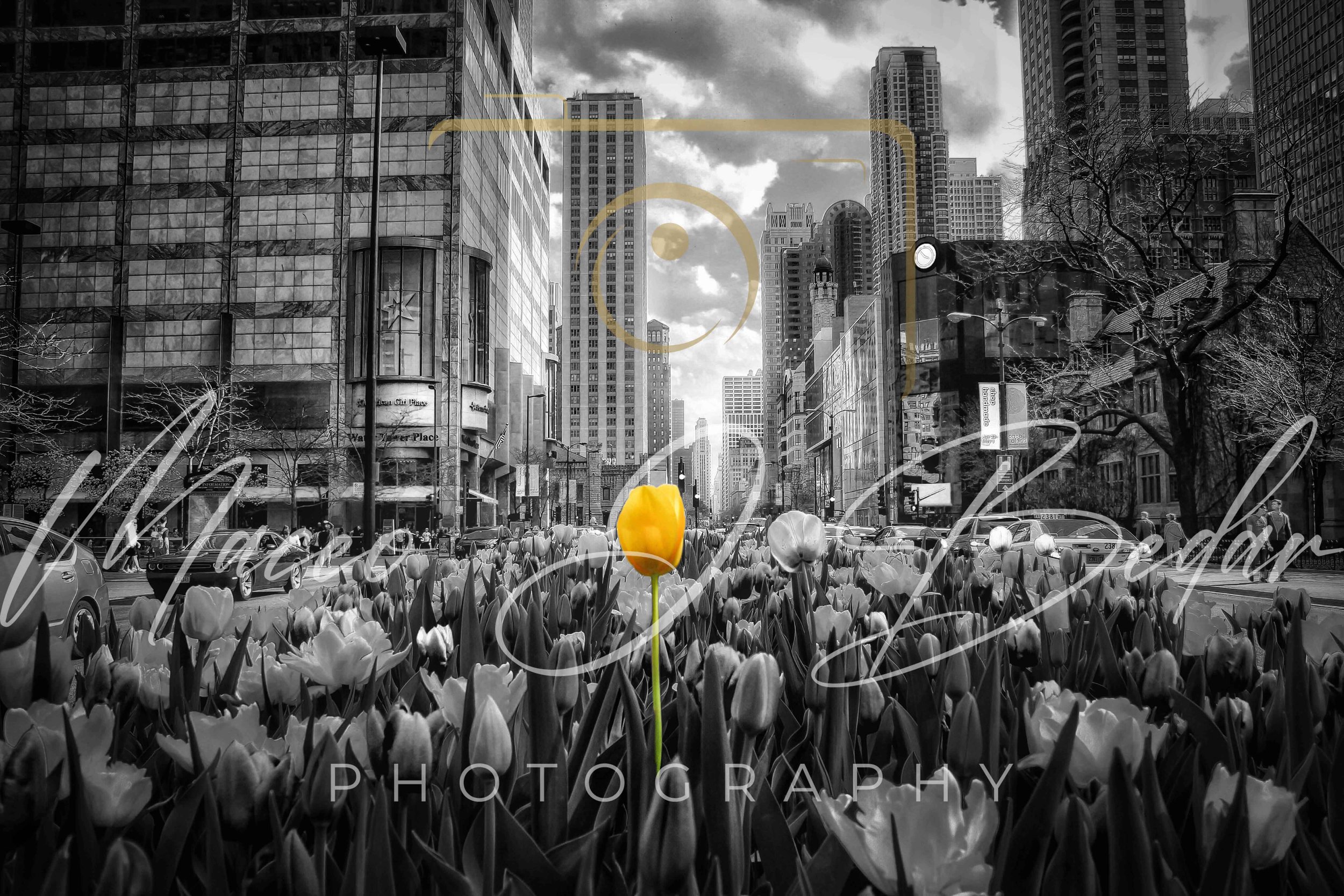 BNW Tulips on Michigan Ave logo.jpg
