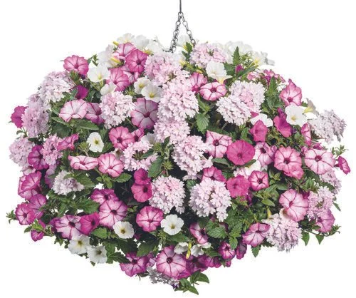 Pink Parrot- 12" Hanging Basket