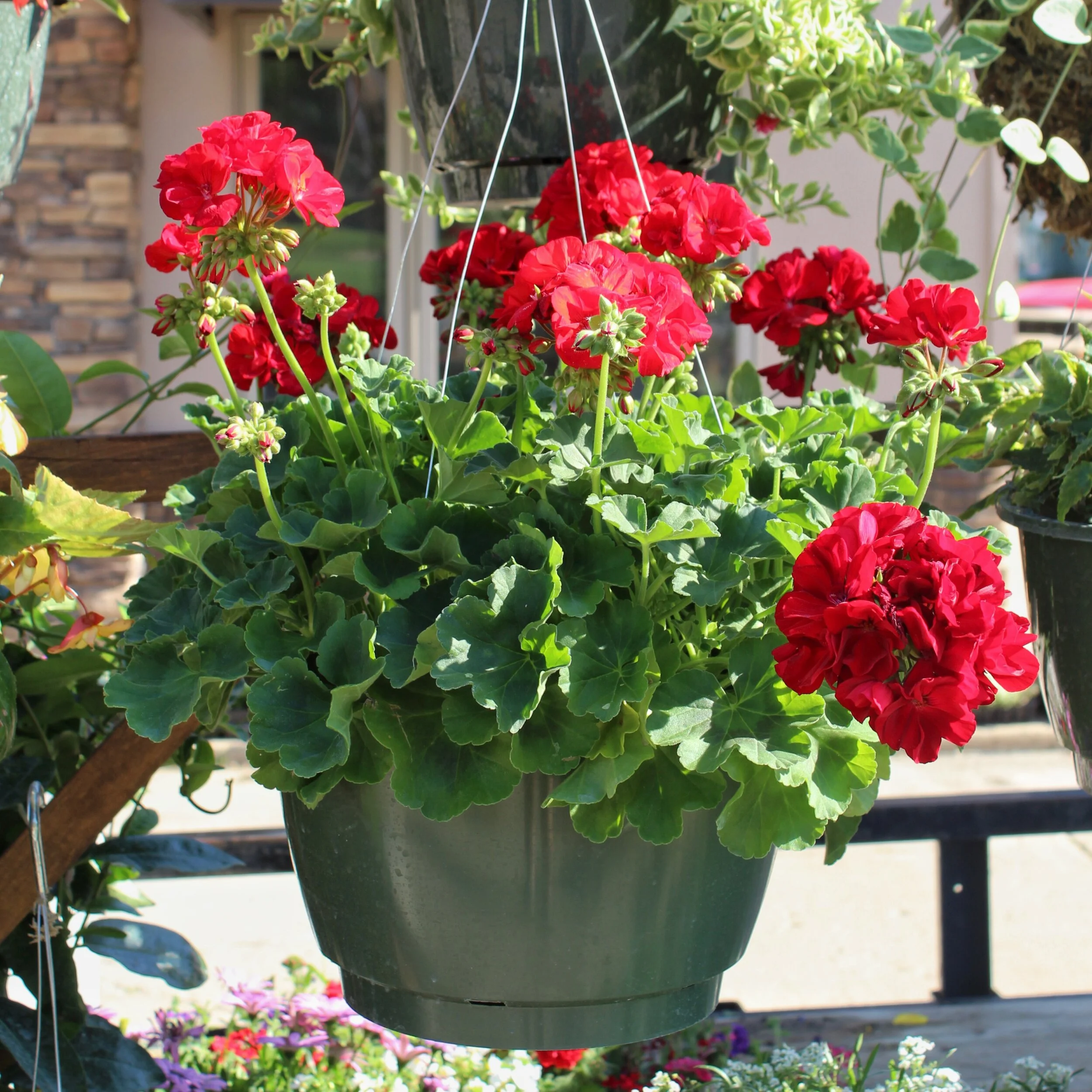 Red Geranium - 12" Hanging Basket