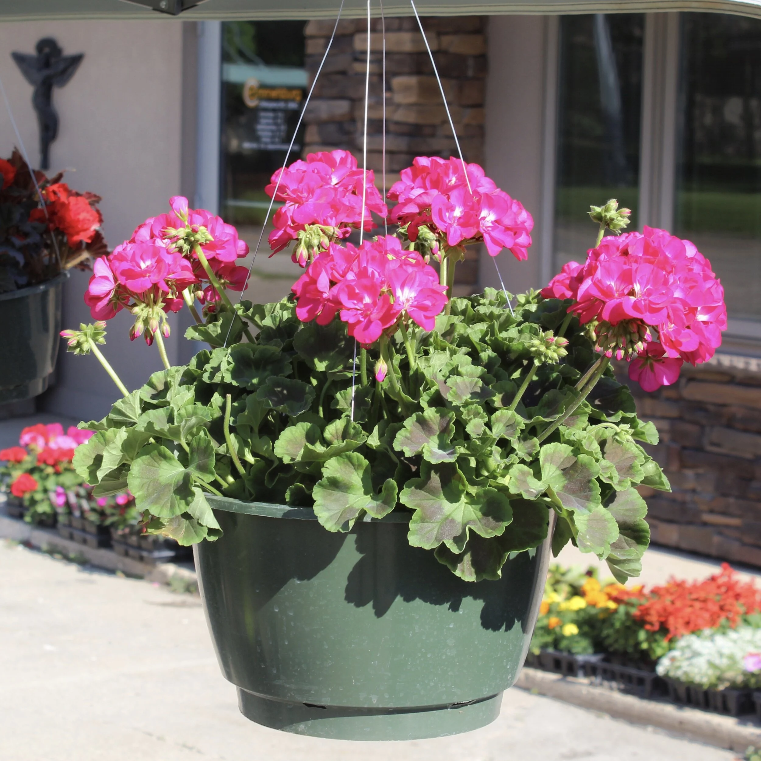 Pink Geranium - 12" Hanging Basket