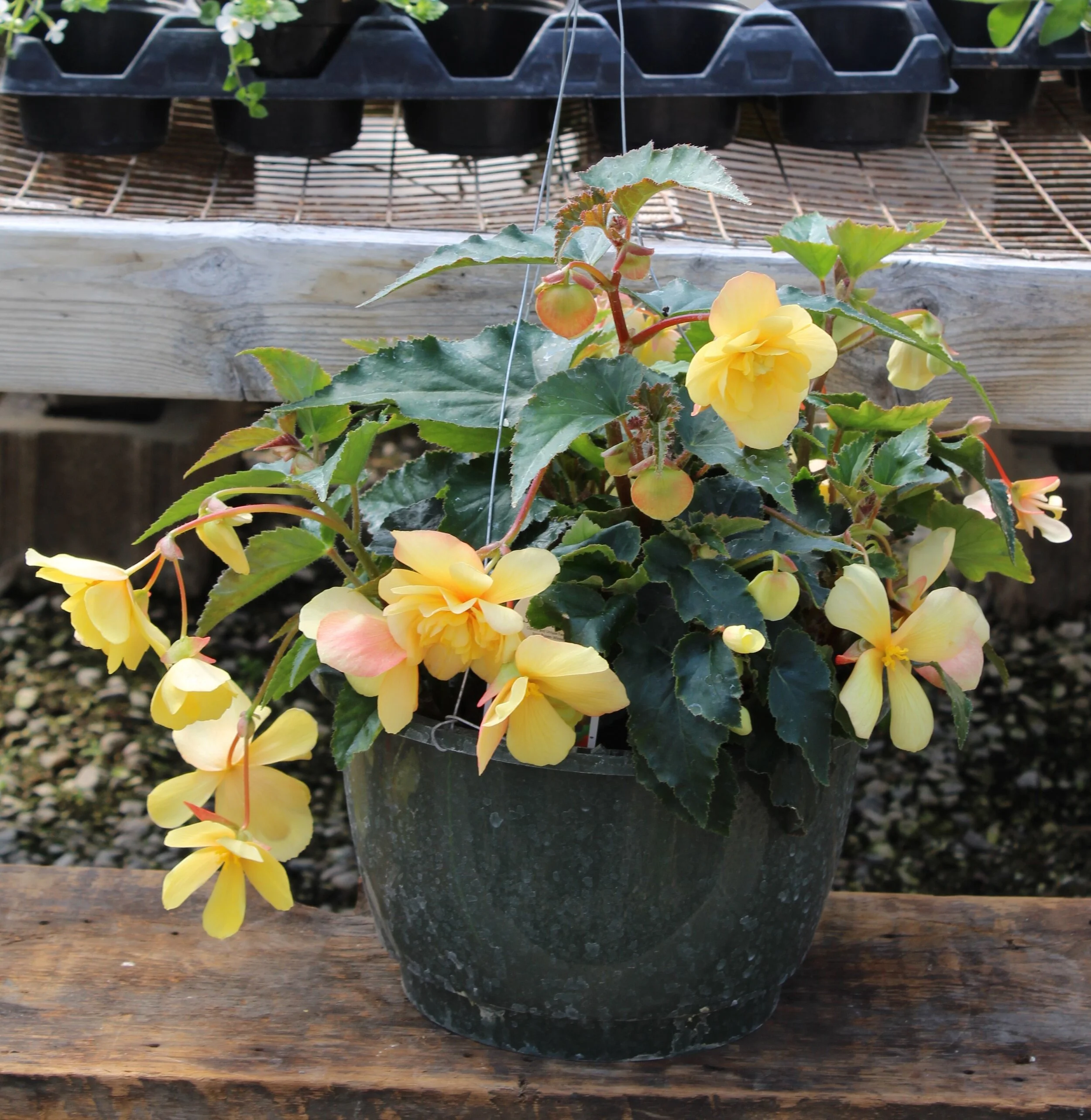 10" Begonia Hanging Basket