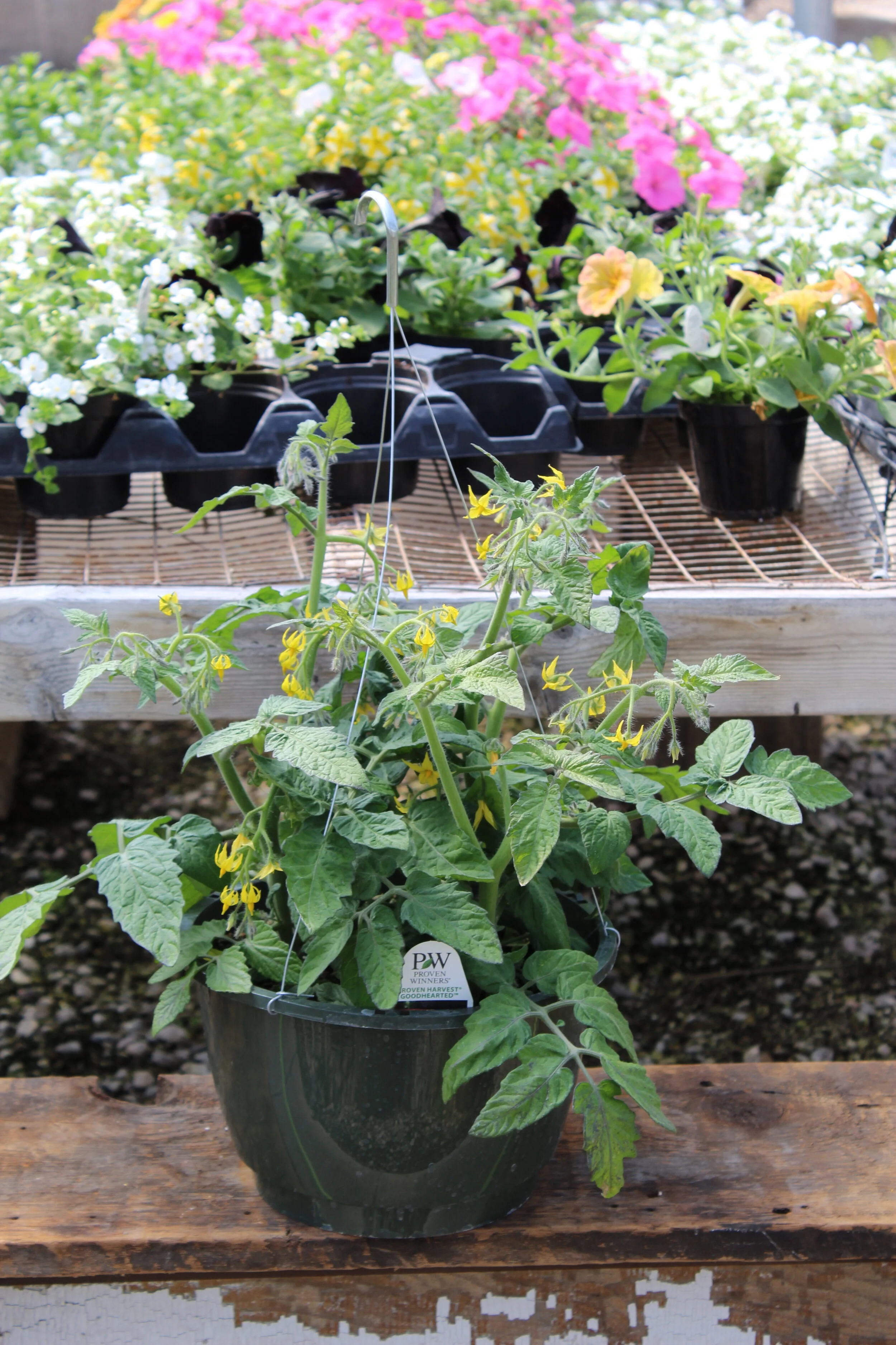 Goodhearted Tomato Hanging Basket
