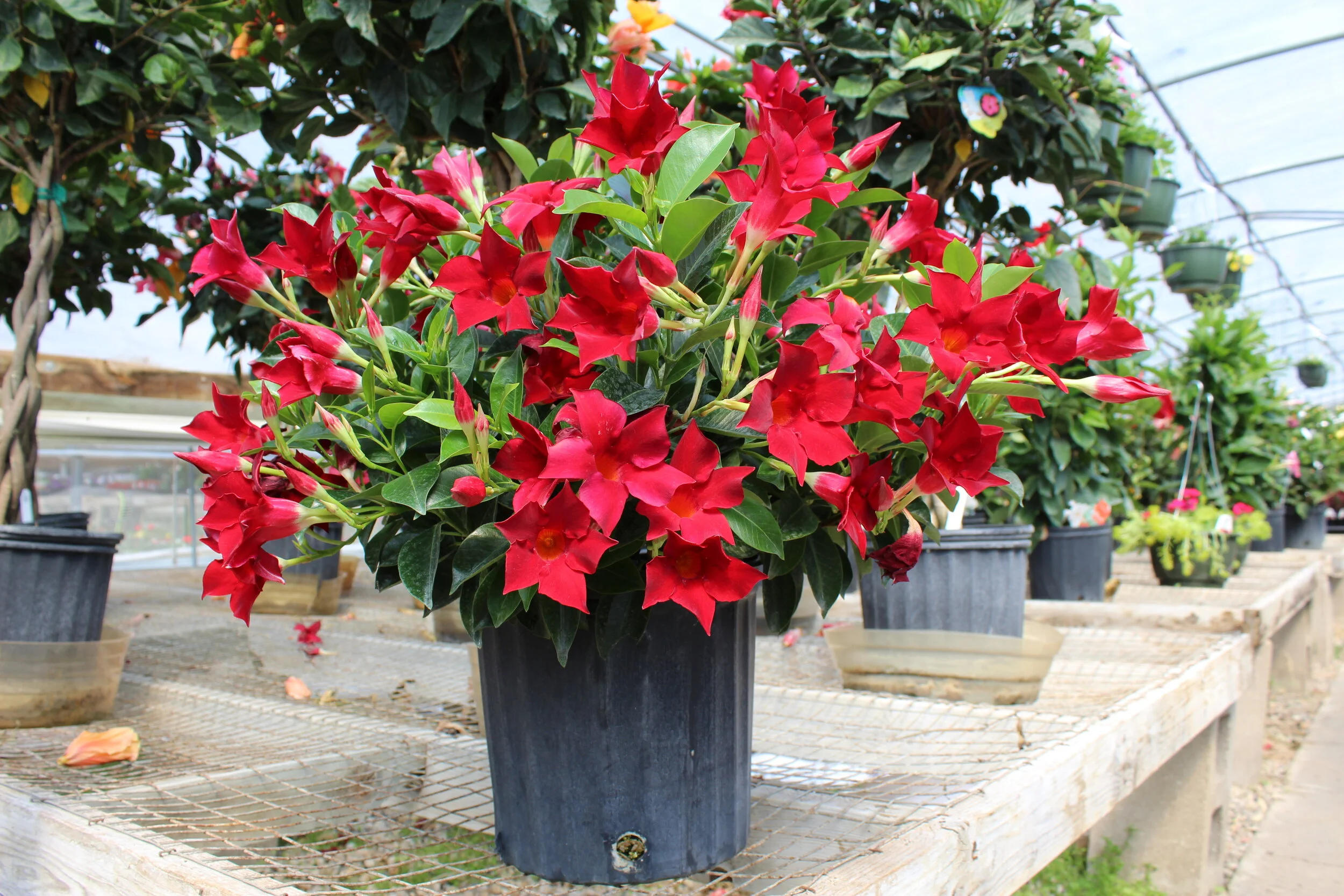 Red Dippladenia Bush - 10"