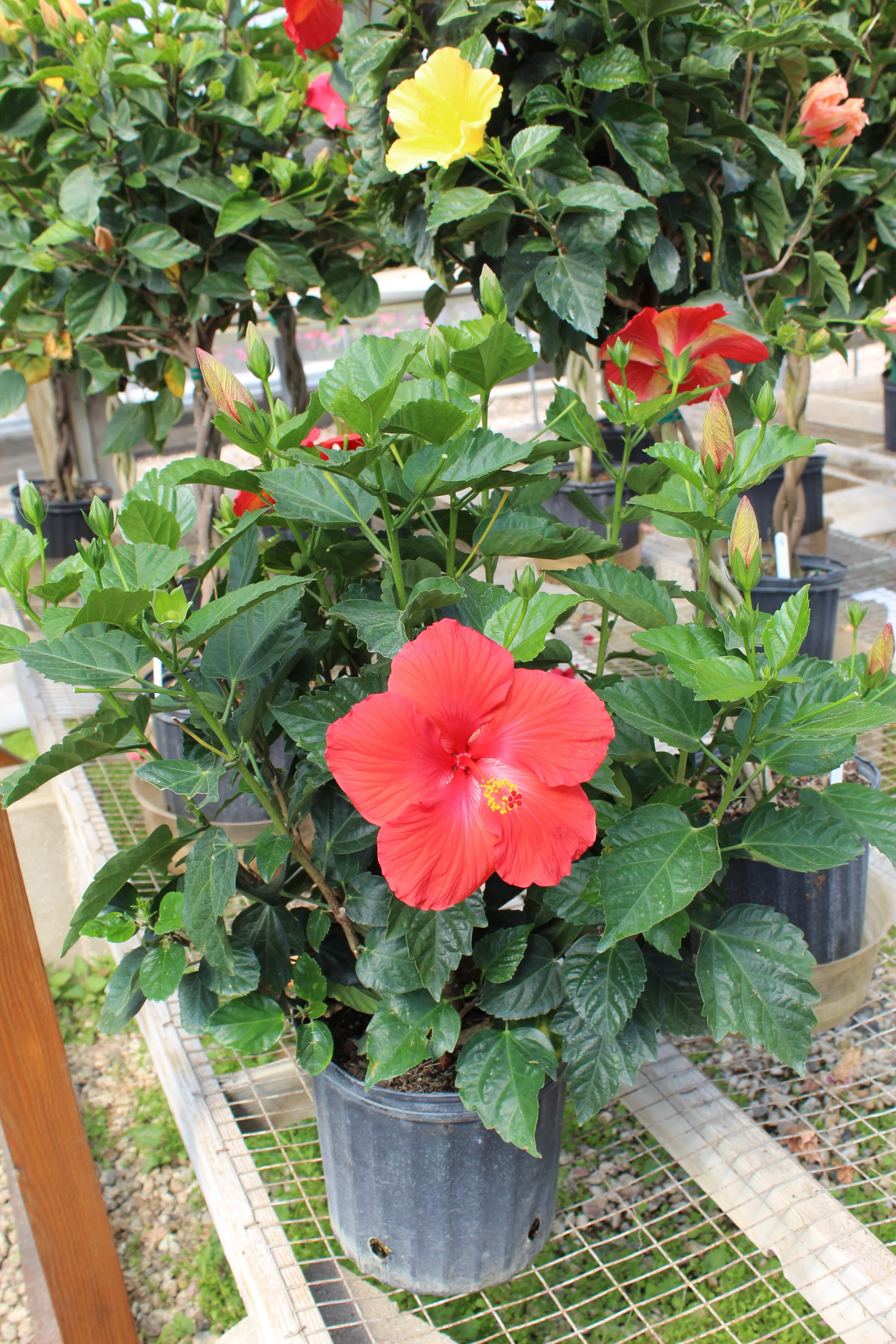 Red Hibiscus Bush- 10" pot