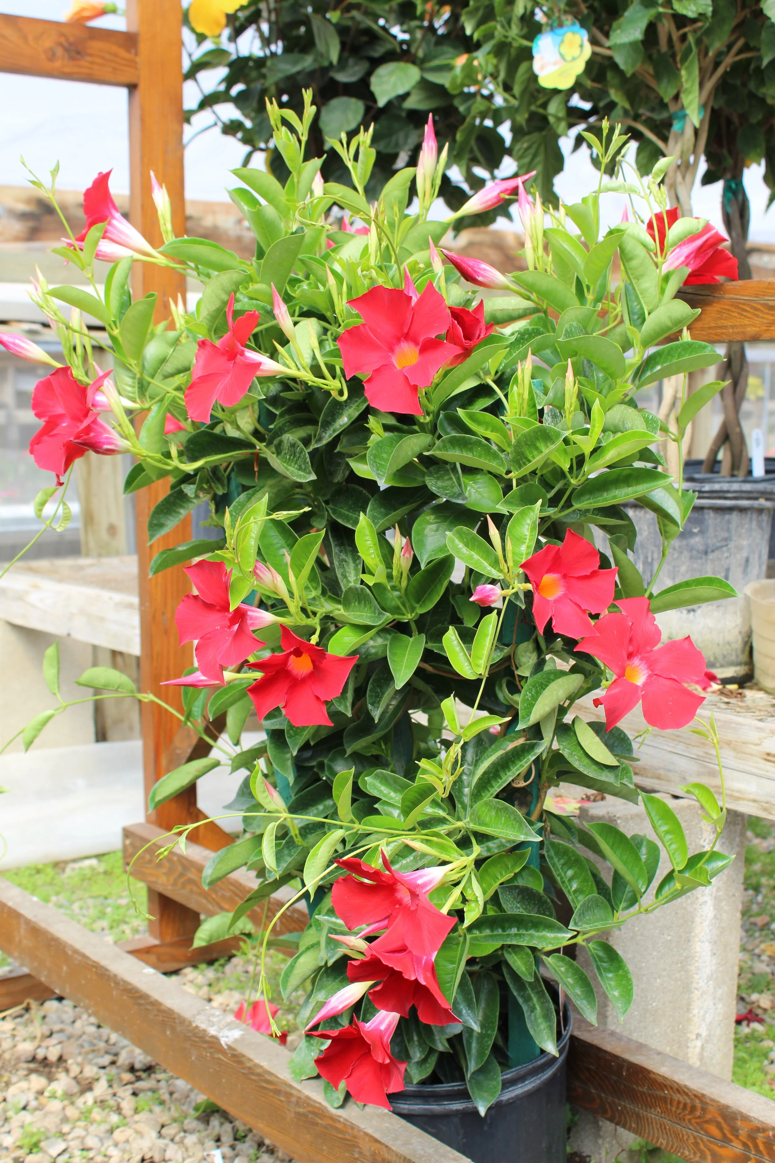 Mandevilla Trellis Vine - 10" pot
