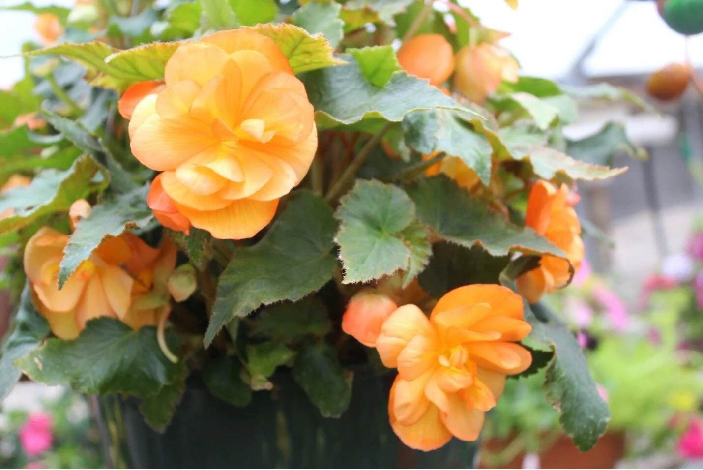 begonia.jpg