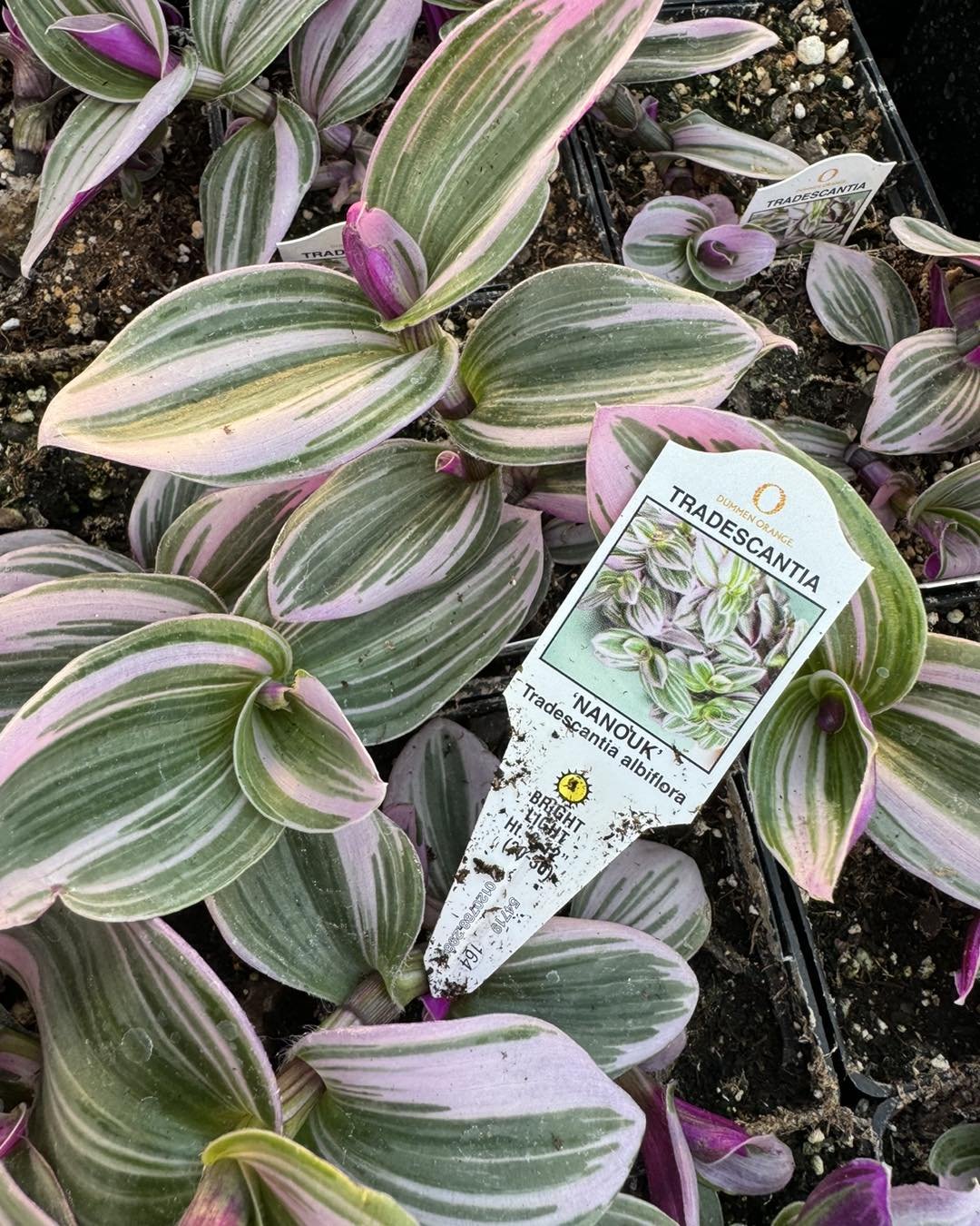 Our customers asked for Tradescantia in this purple hue last year, so of course we started growing it for them this year :-) 🤗 #emmetsburgiowagreenhouse #customgreenhousegrower #blossomingbydesign #blossomingcreations #emmetsburgiowagardencenter