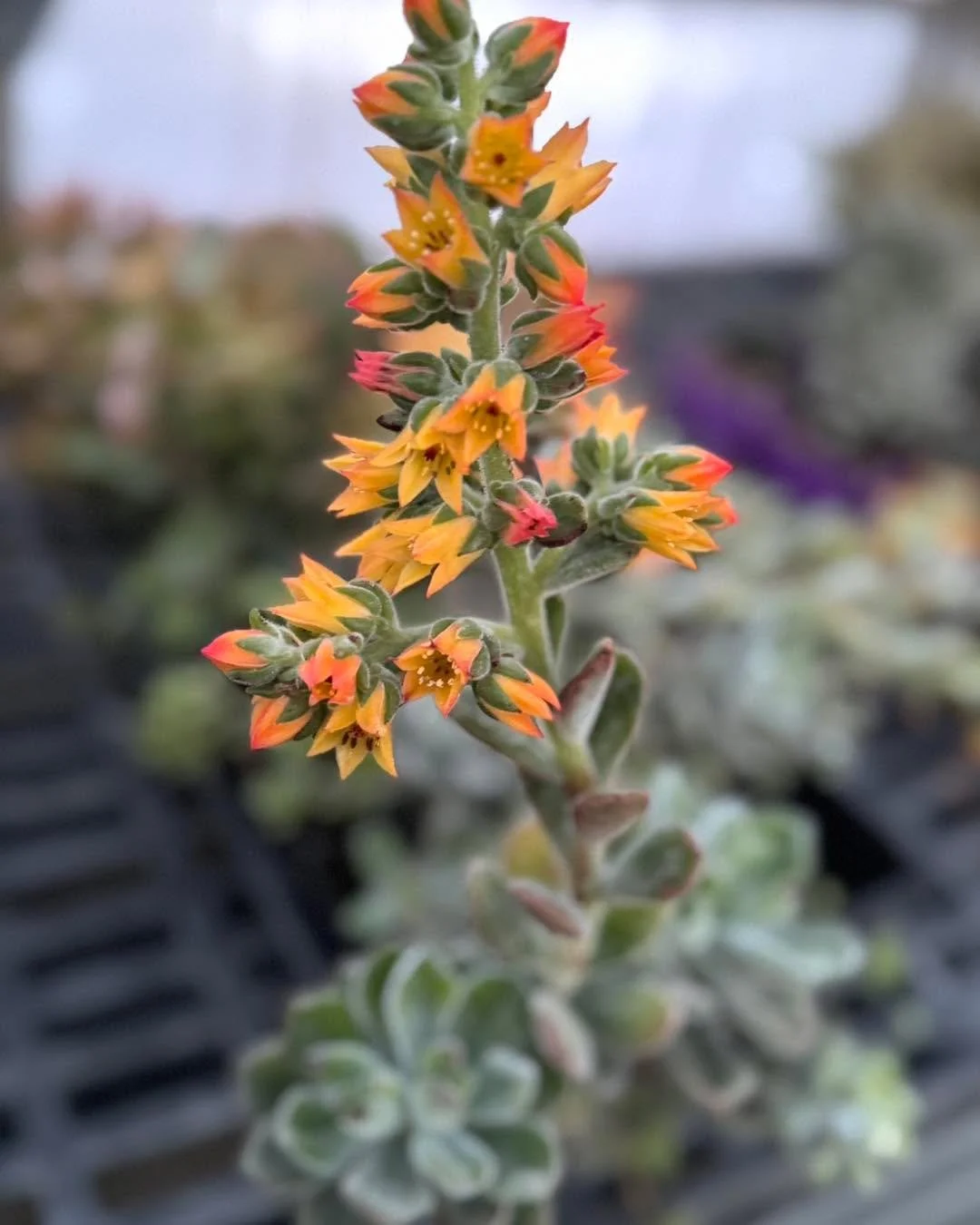 My favorite time of year!!!! 🪴🌵Growing season 2026 is underway!!!! Today starts with enjoying some unique succulent blooms. In case your wondering&hellip;&hellip;YES 🤗 i&rsquo;m going to be taking some of  these up to the flower shop and incorpora