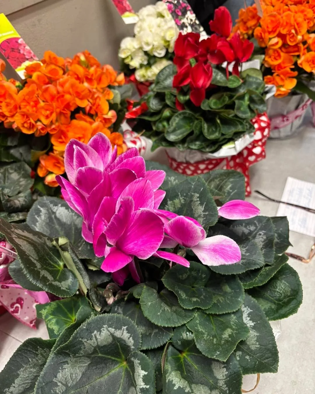 All the beautiful colors of Cyclamen❤️.