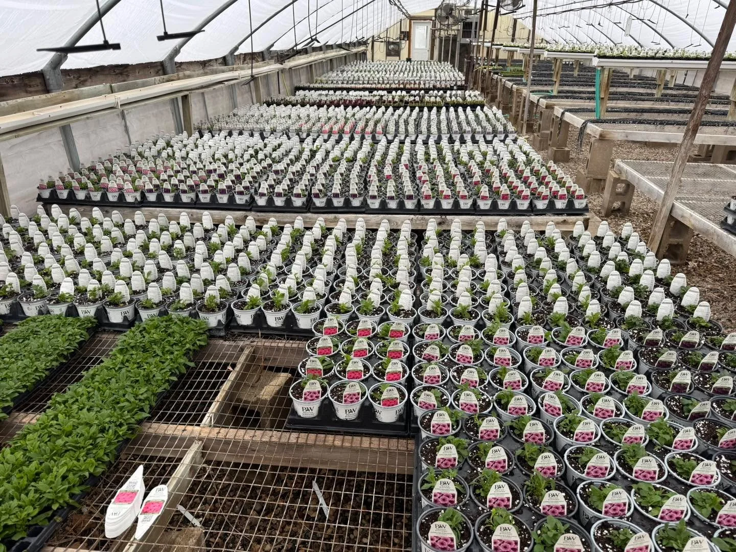 We waited all winter for this&hellip; and we planted all weekend long !!!
 &bull;  The greenhouse said it&rsquo;s time. Who are we to argue?
10,000 plugs officially in the dirt and truck number two shows up tomorrow!!!!