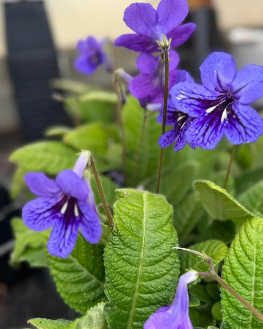 After a long day of planting&hellip; these beauties reminded me why we do it. 🌸🌿
Fresh blooms, greenhouse vibes, and the season just getting started. 
Blossoming Creations Garden Center