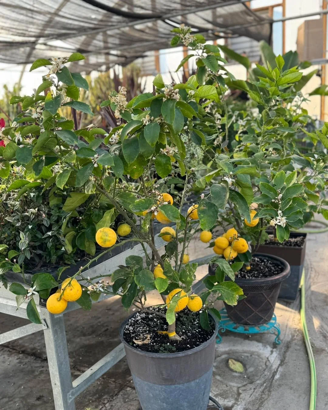 My greenhouse currently smells like a fresh squeeze of sunshine 🍋✨ Lemon trees in full bloom and showing off.
