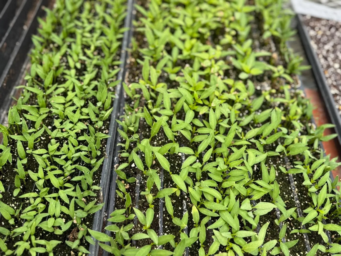 The glow-up has begun 🌱✨
Our custom-grown veggies &amp; herbs are just getting started&hellip; but trust us, they&rsquo;re already plotting to be your garden&rsquo;s main character. Stay tuned. 😊
Blossoming Creations Garden Center