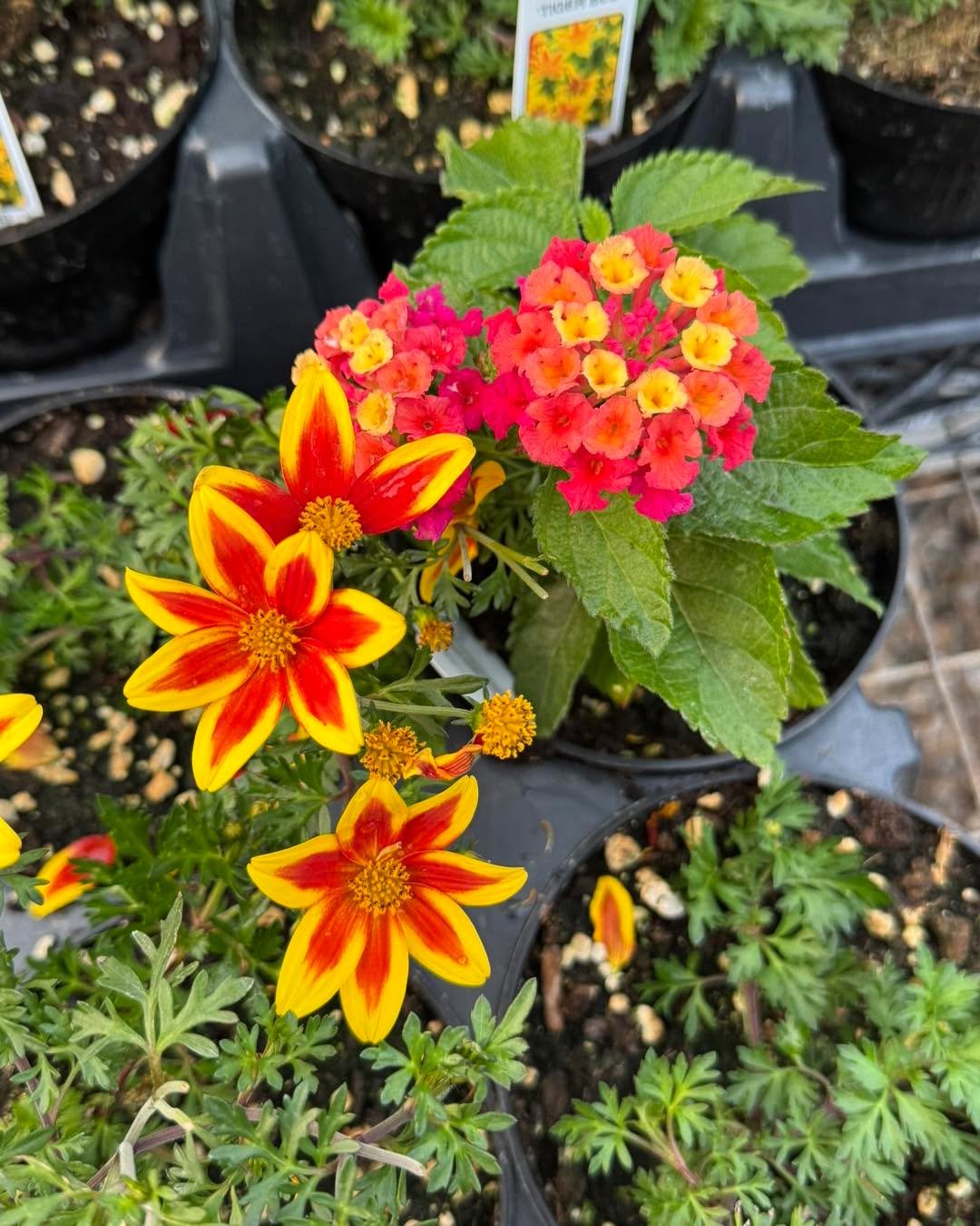 Biden&rsquo;s are buzzing, lantana&rsquo;s showing off&hellip; spring didn&rsquo;t come to play 🌼🔥