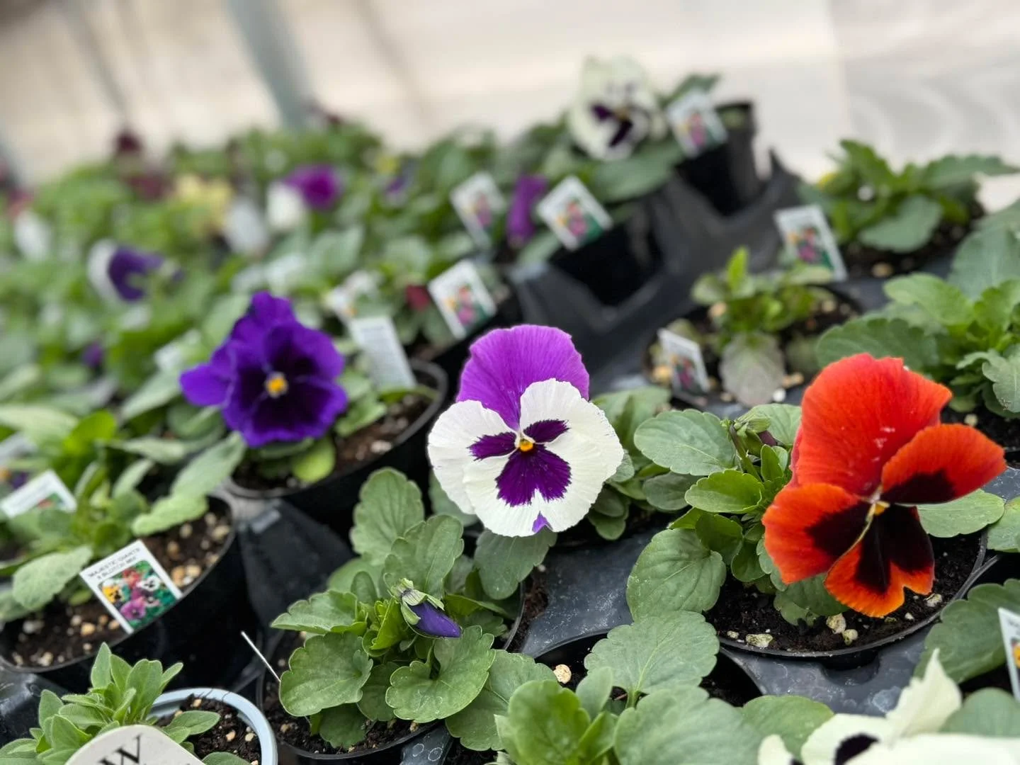 Spring&rsquo;s flirting&hellip; and the pansies &amp; pocketbook blooms already said YES 💐😉