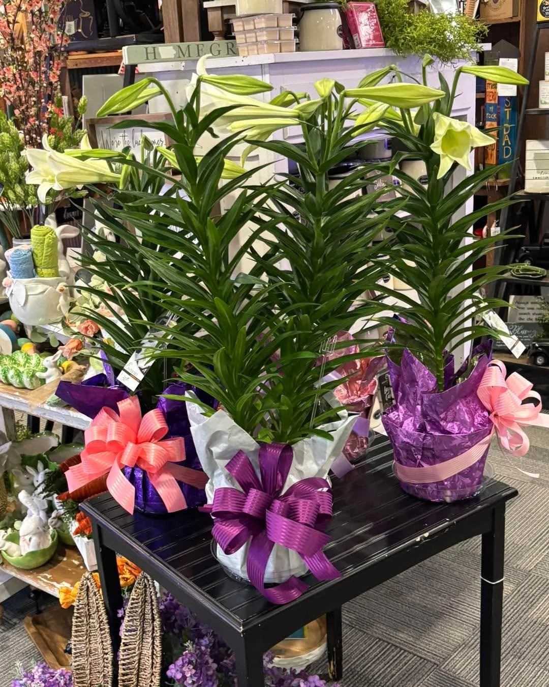 Easter preparation today.  Kristin has been busy getting Easter lilies and azaleas ready for the Easter services.  There is a limited supply of Easter lilies available-if you need them delivered to area churches or a family member feel free to give u