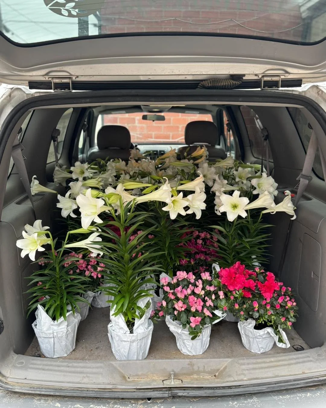 Easter lilies &amp; azaleas headed to the church this morning&mdash;and my van smells like pure heaven 🌸✨🚐 
Blossoming Creations in downtown Emmetsburg!!