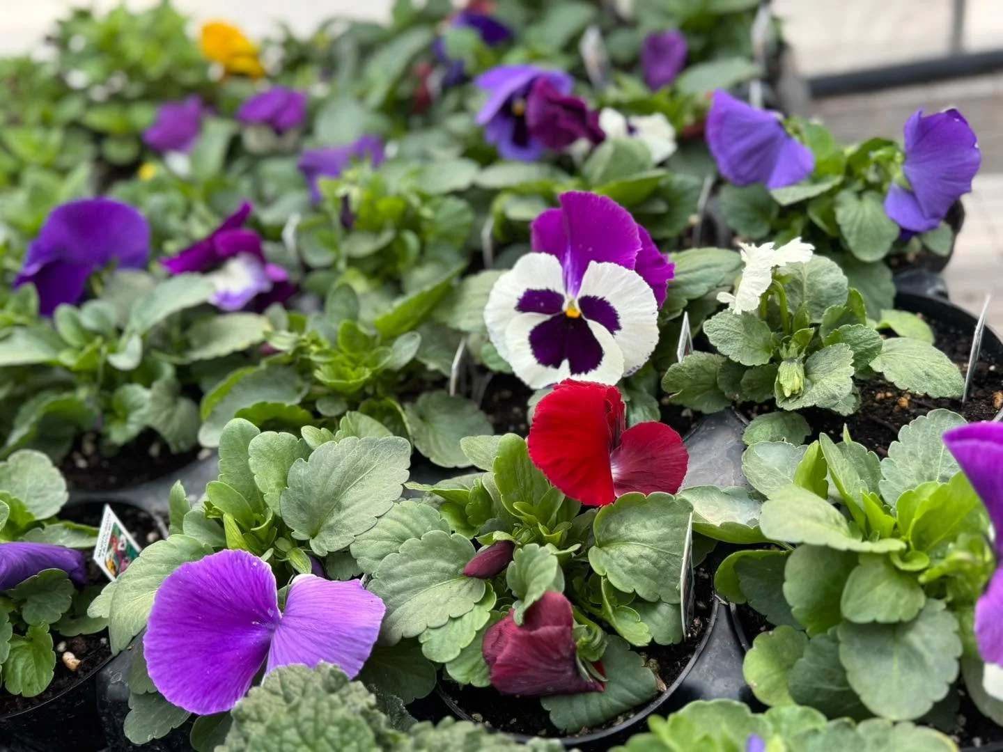 Pansies woke up and chose ✨bloom✨ this morning 💁&zwj;♀️🌸
Bright, happy, and totally stealing the show in the greenhouse&mdash;spring is officially showing off! 💐
Blossoming Creations Garden Center