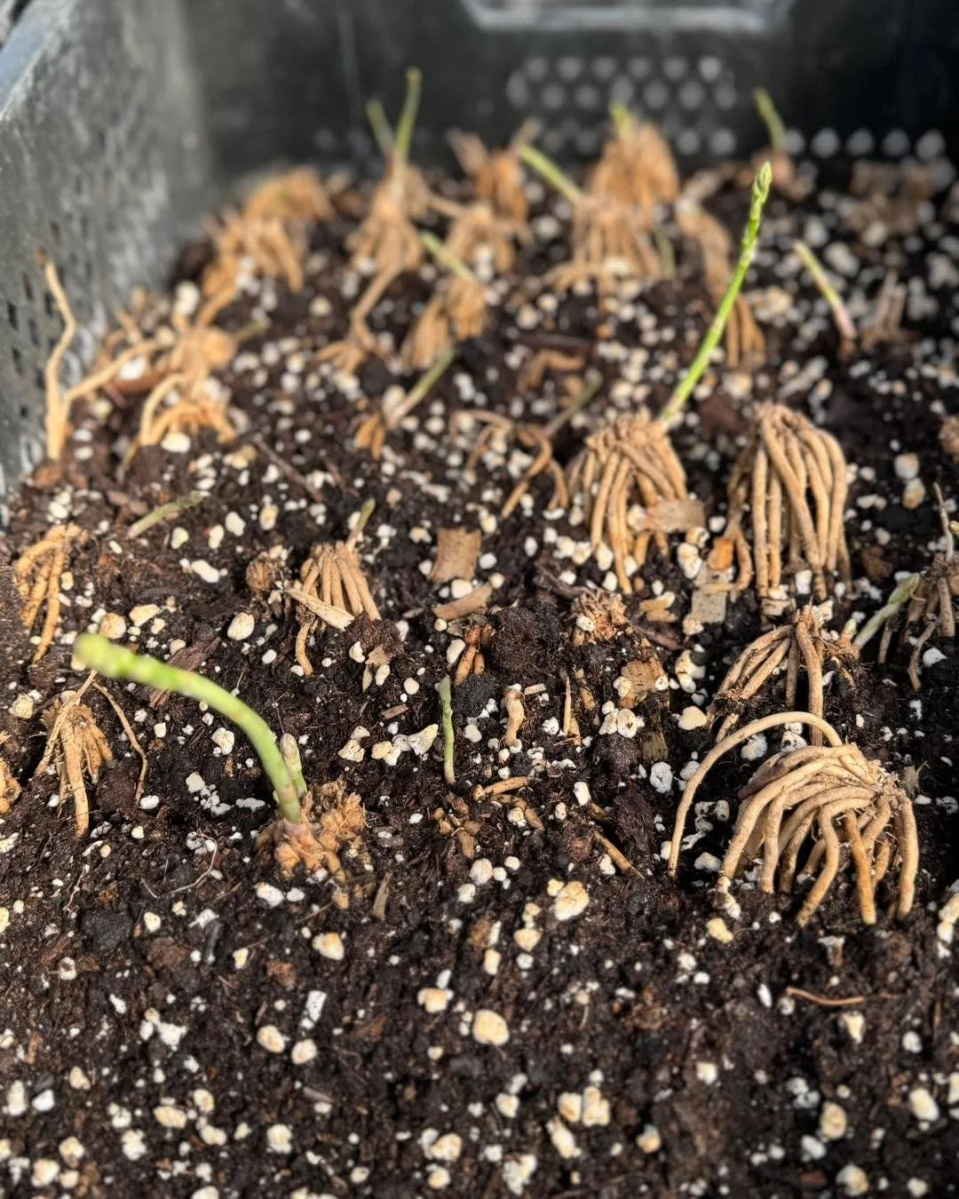 Rhubarb, strawberries &amp; asparagus are officially putting down roots and settling in like they own the place 🌱✨
Blossoming Creations Garden Center for all of your garden needs!