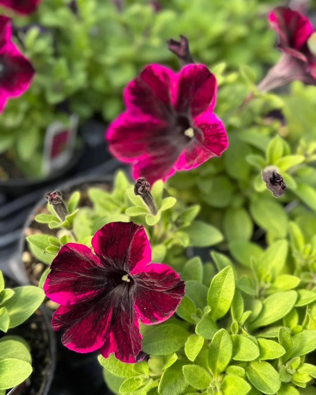 Petunias so loud this season&hellip; they&rsquo;re basically the life of the garden party 🌈🎉
Blossoming Creations Garden Center!