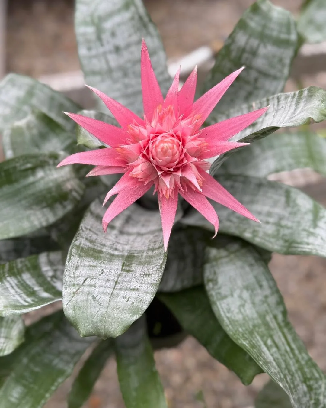 Bold, quirky, and absolutely not your average bloom&mdash;come meet the divas of the greenhouse.
Limited supply of Bromeliad plants so get yours before they are gone! 
Blossoming Creations Garden Center