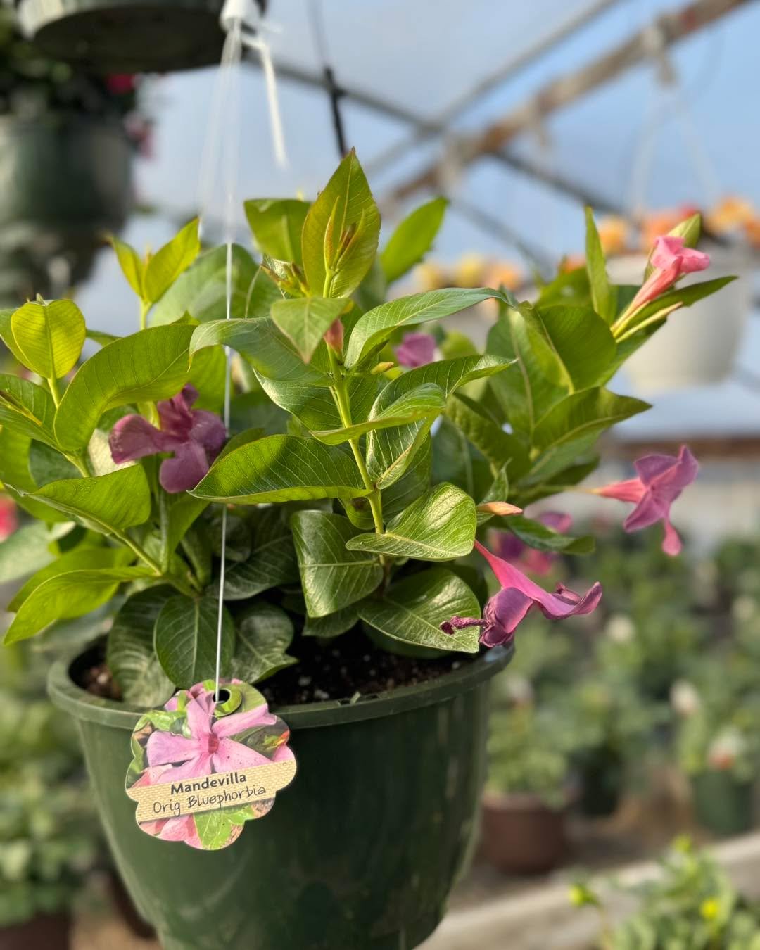 New tropical drop just landed 🌴🔥
Three brand new hanging basket colors this season&mdash;and let&rsquo;s just say&hellip; they&rsquo;re not sticking around long.

Limited quantities = first come, first obsessed 😏
Claim yours before they&rsquo;re g